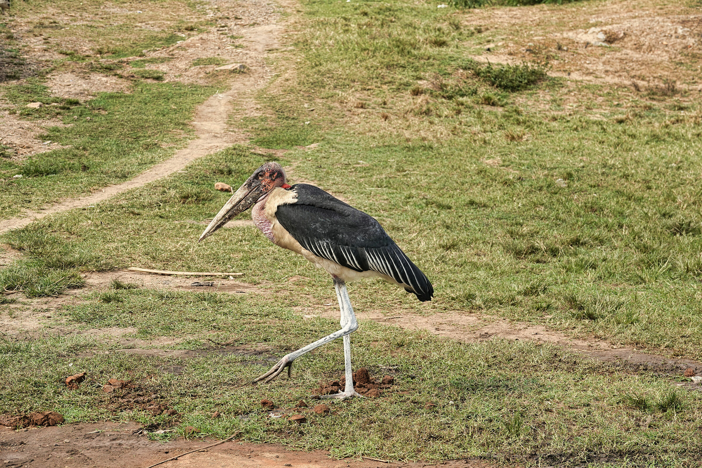 Marabu'