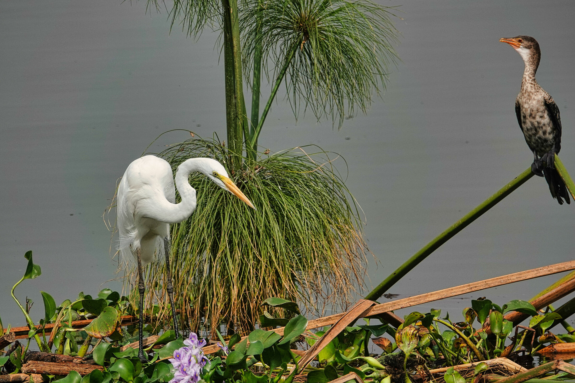 Cicogna Africana