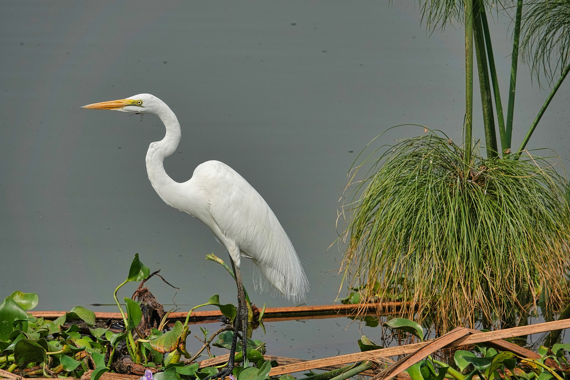 Cicogna africana