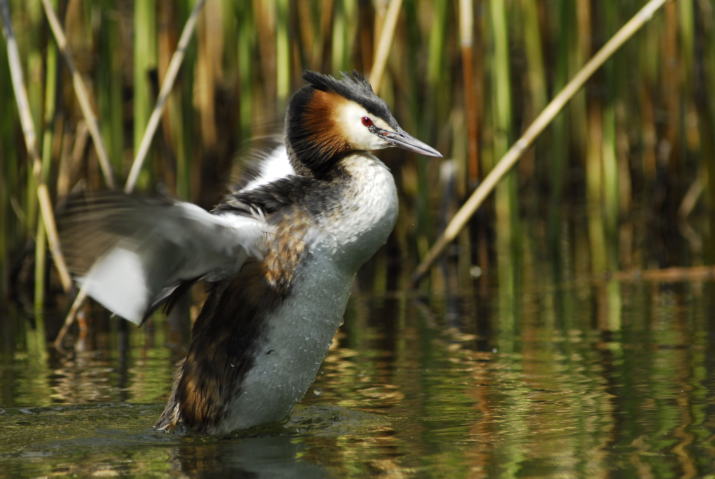 Grebe