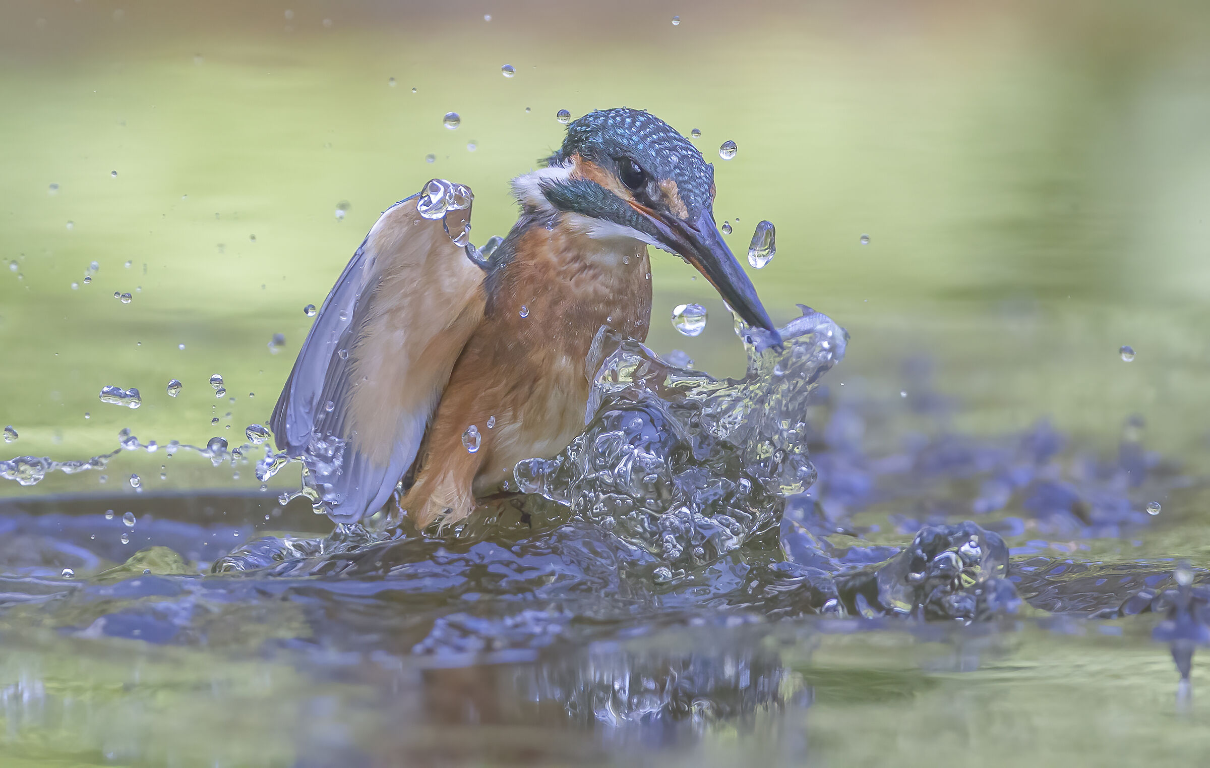 la risalita del martin pescatore