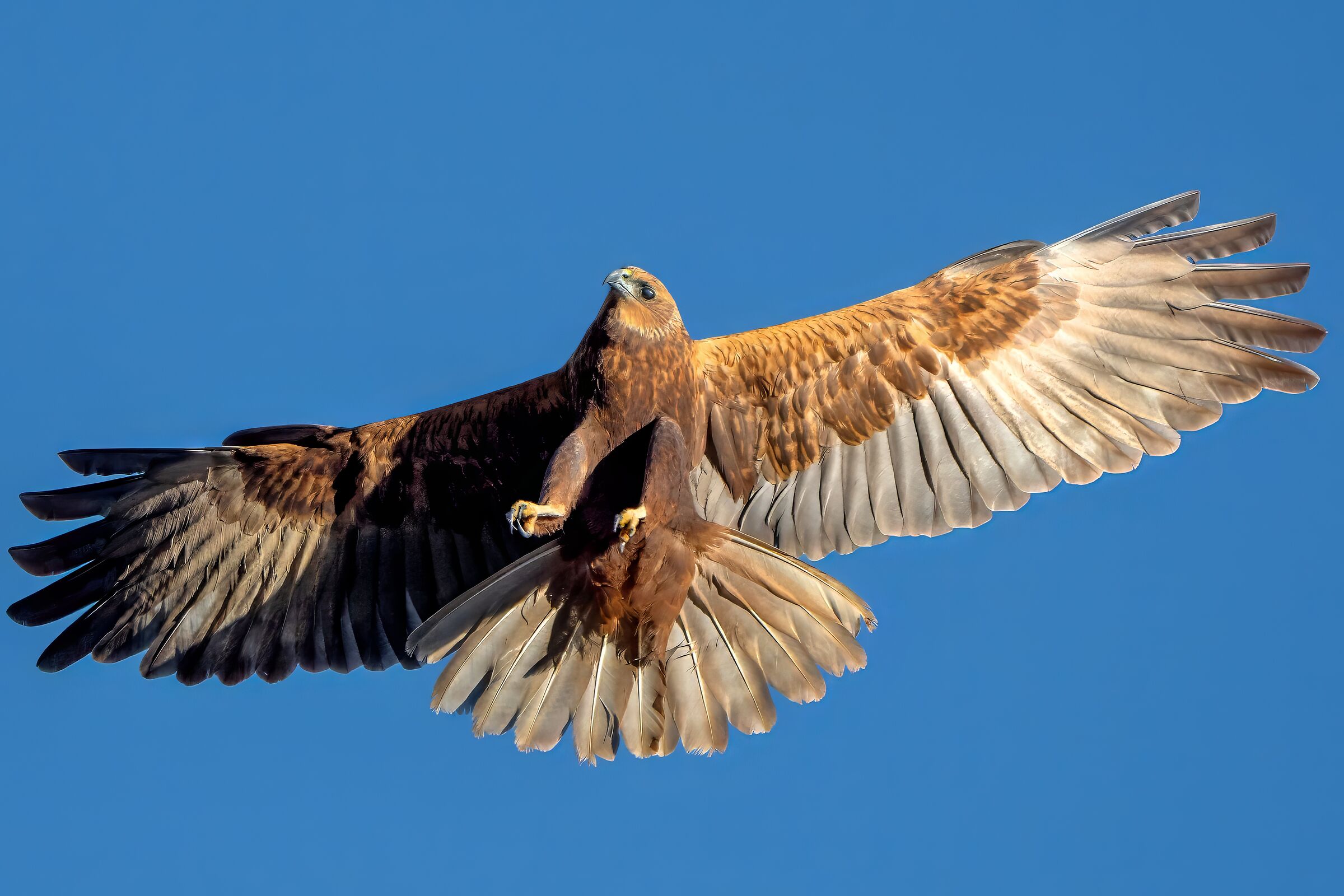 Falco di palude (Circus aeruginosus)
