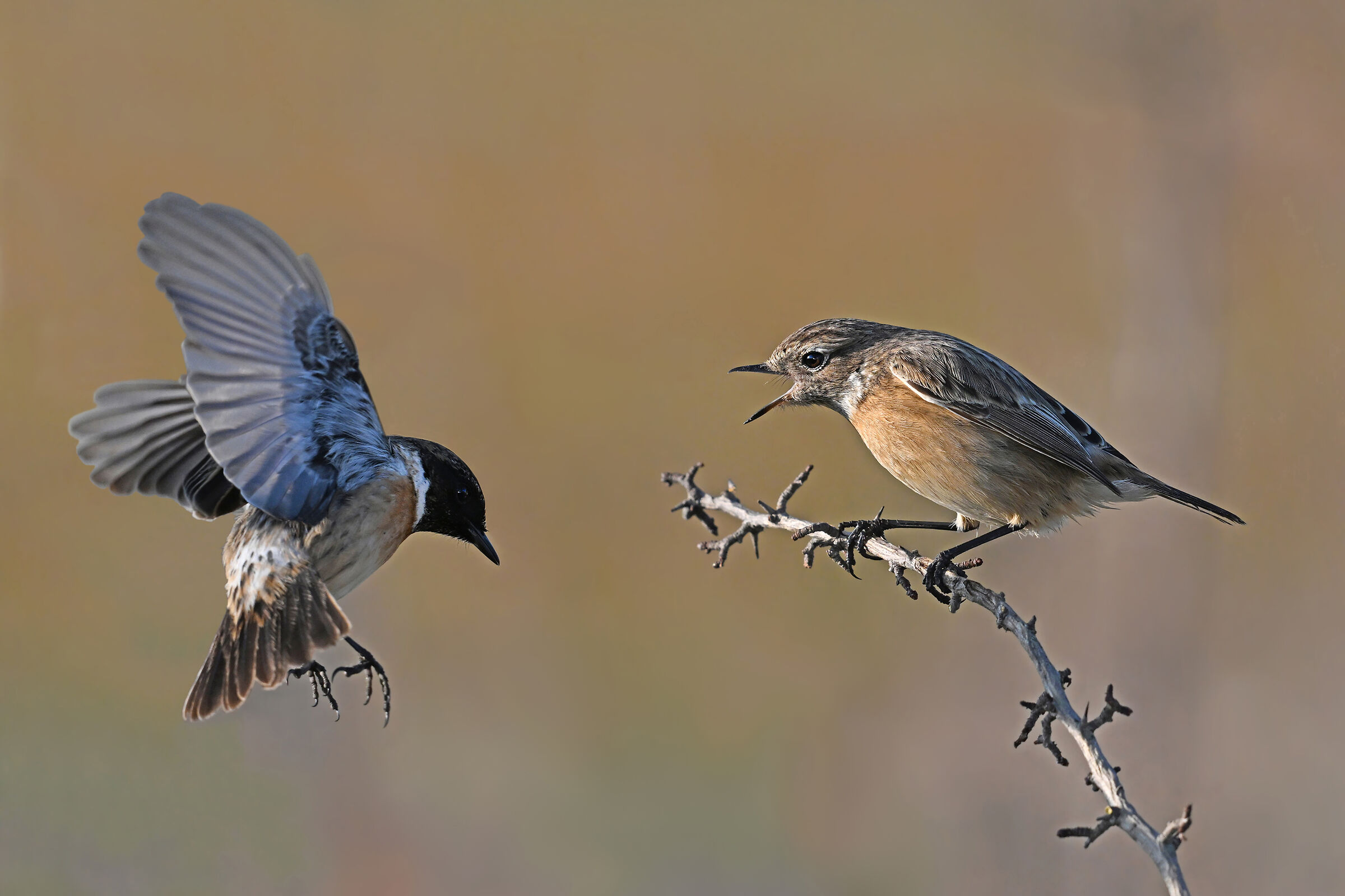 Feather Stories 7 (Saltimpalo)