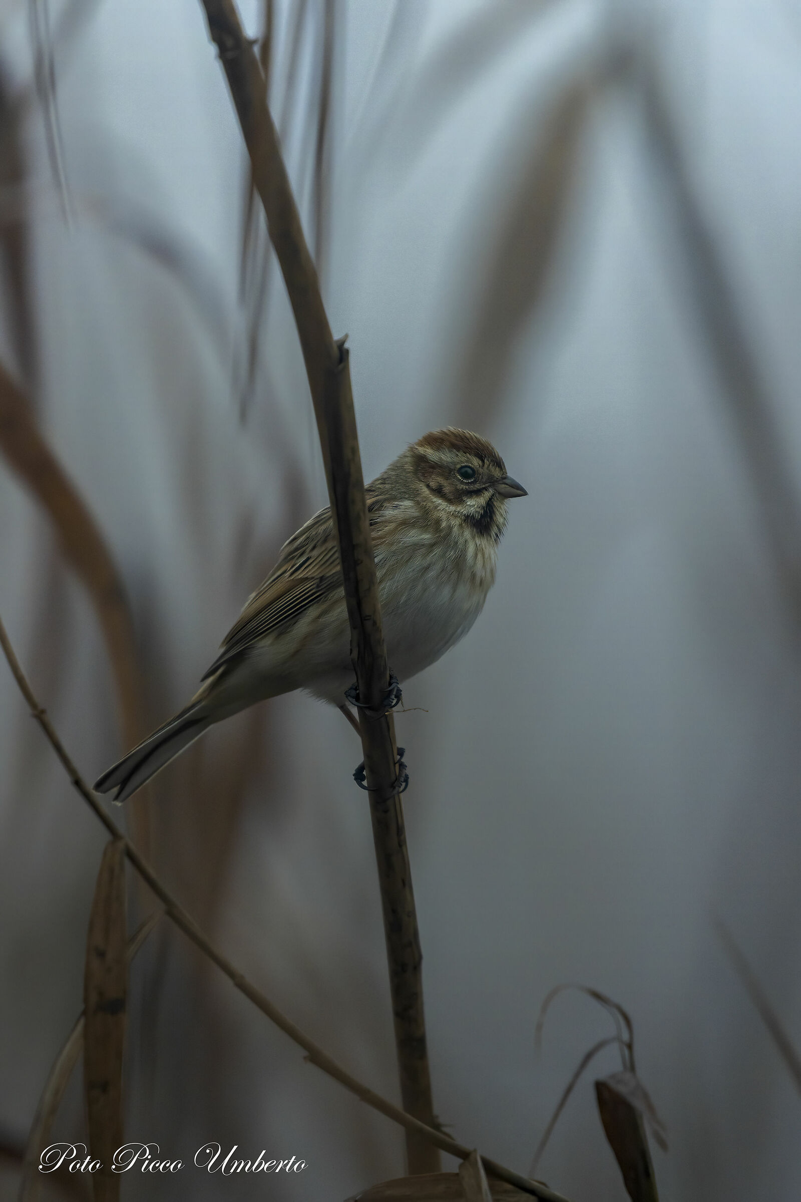 MIGLIARINO IN THE FOG