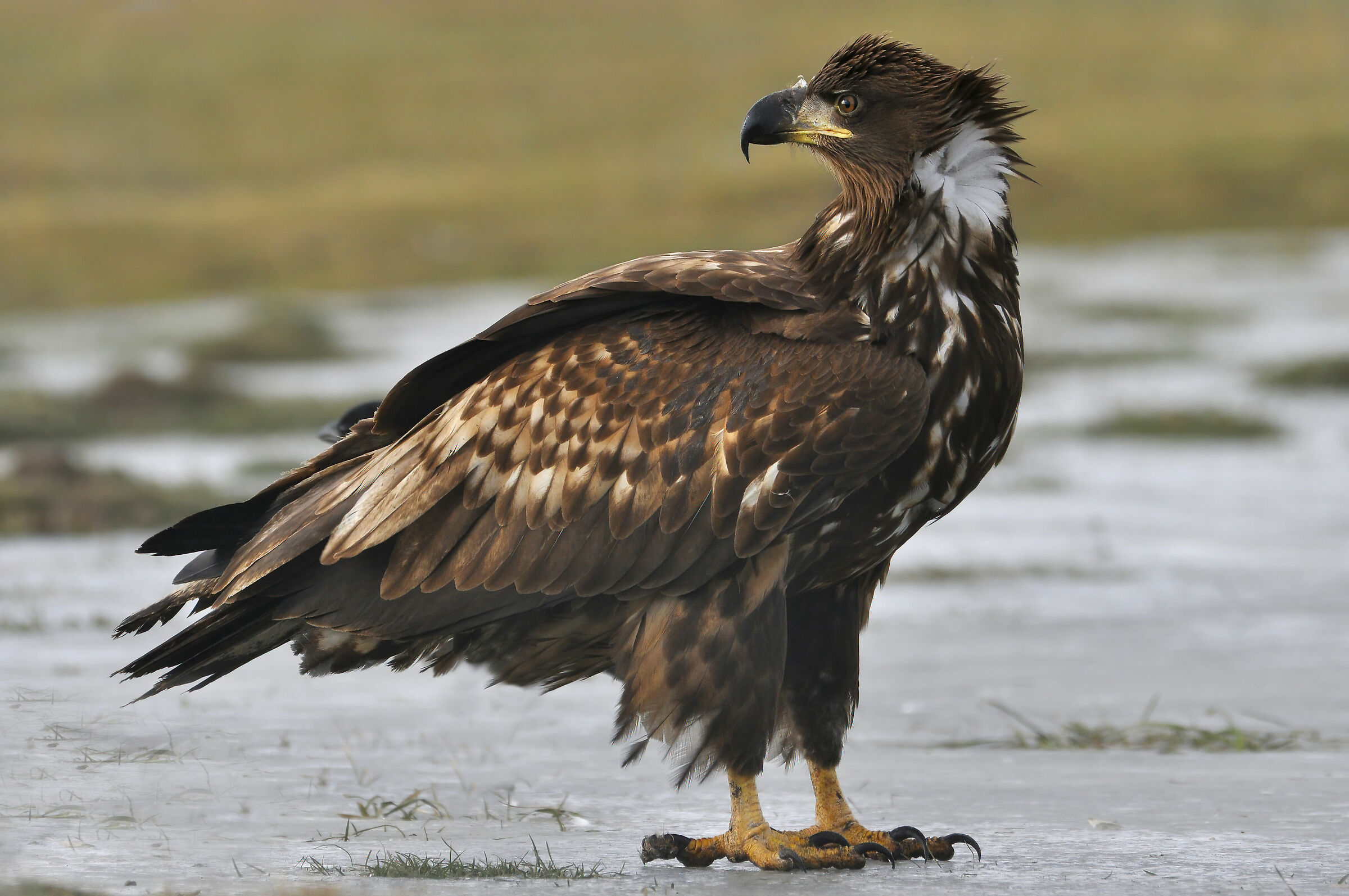 aquila di mare su ghiaccio