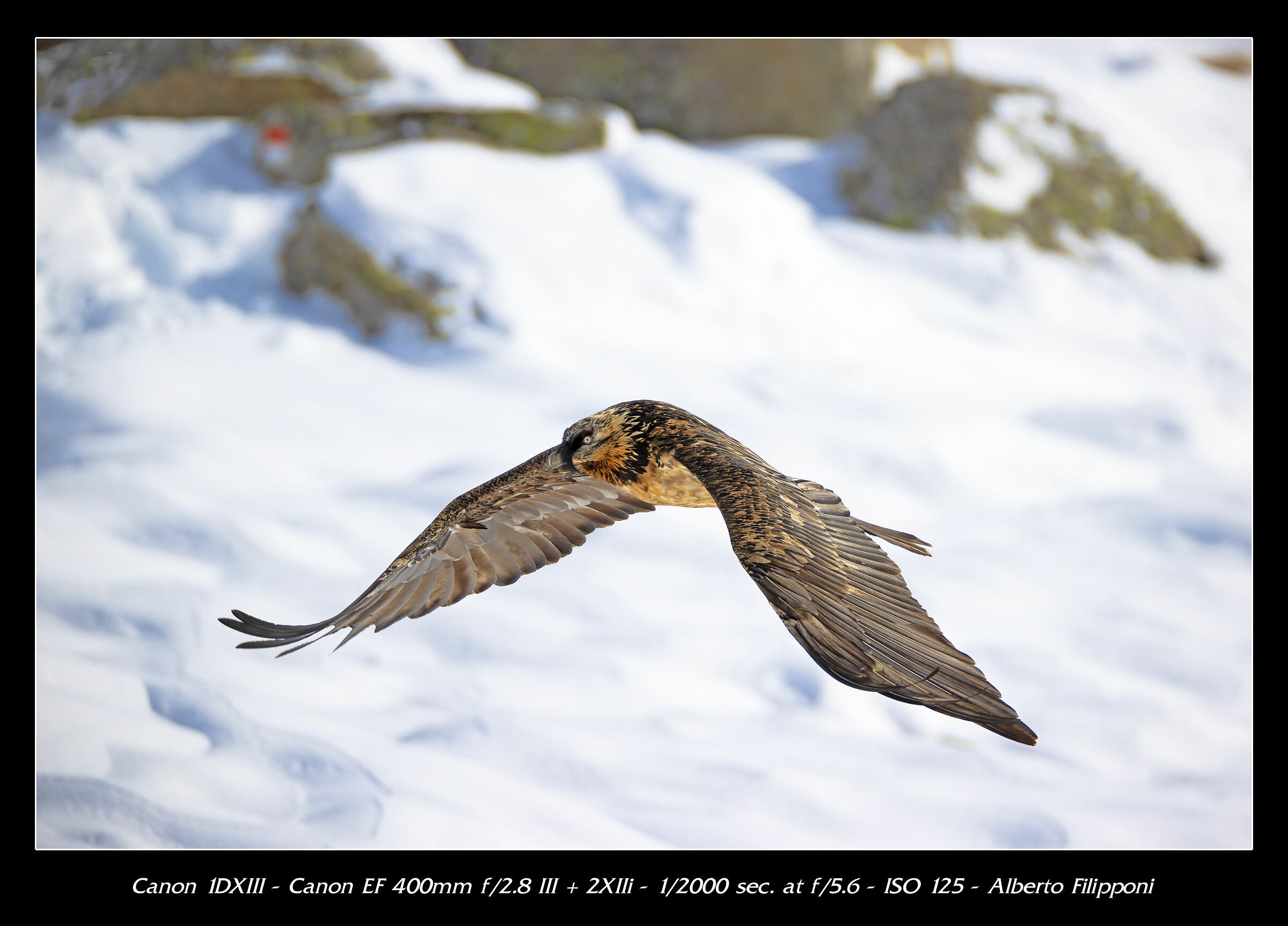 Gipeto airshow no crop