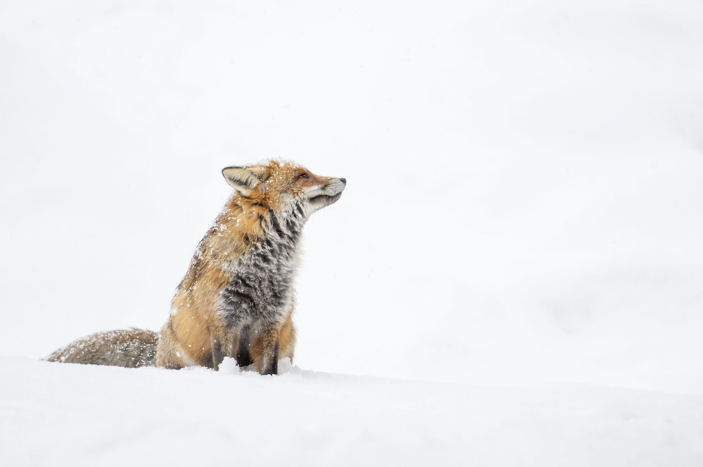 The Fox and the Snow