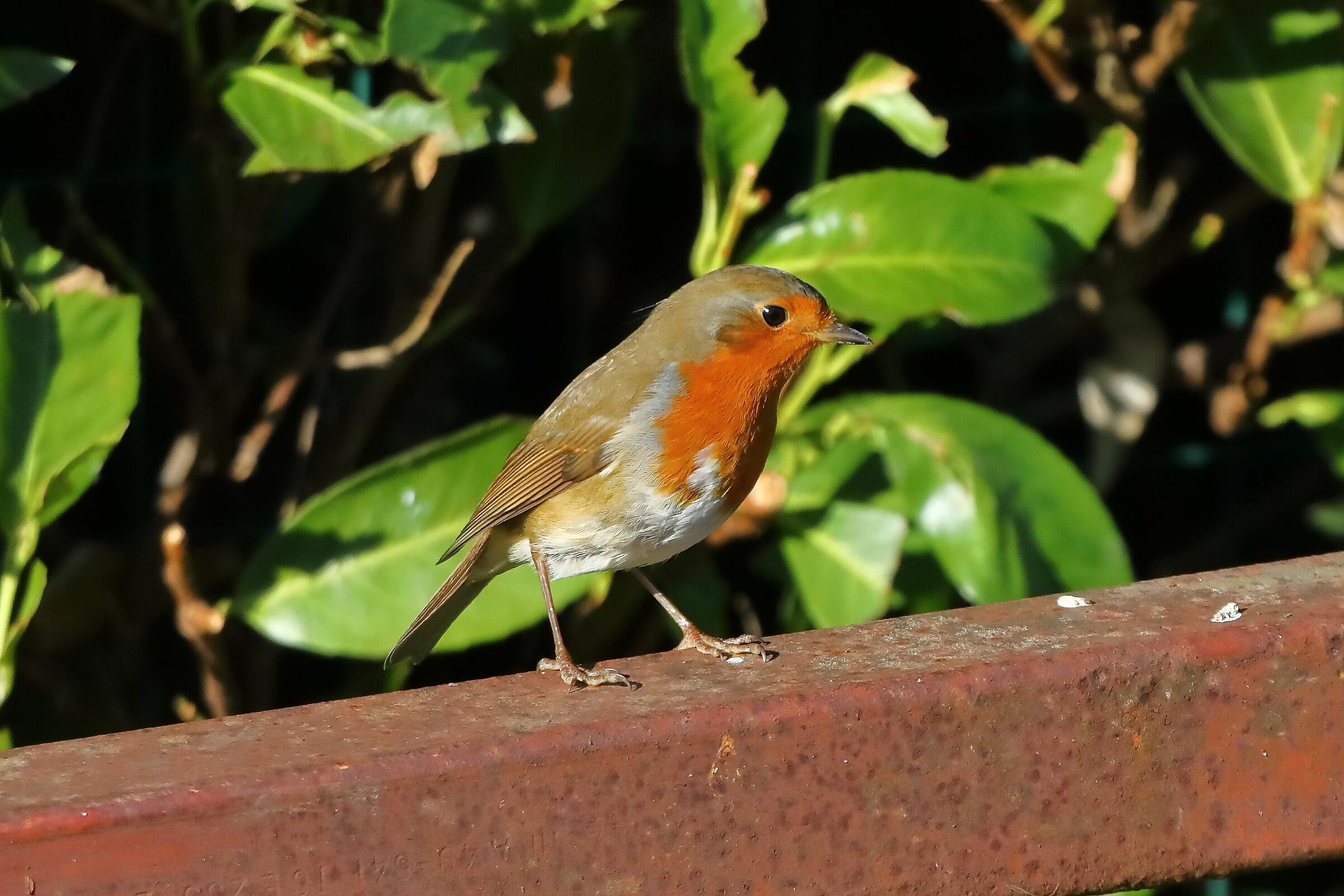 Robin 28-11-2023