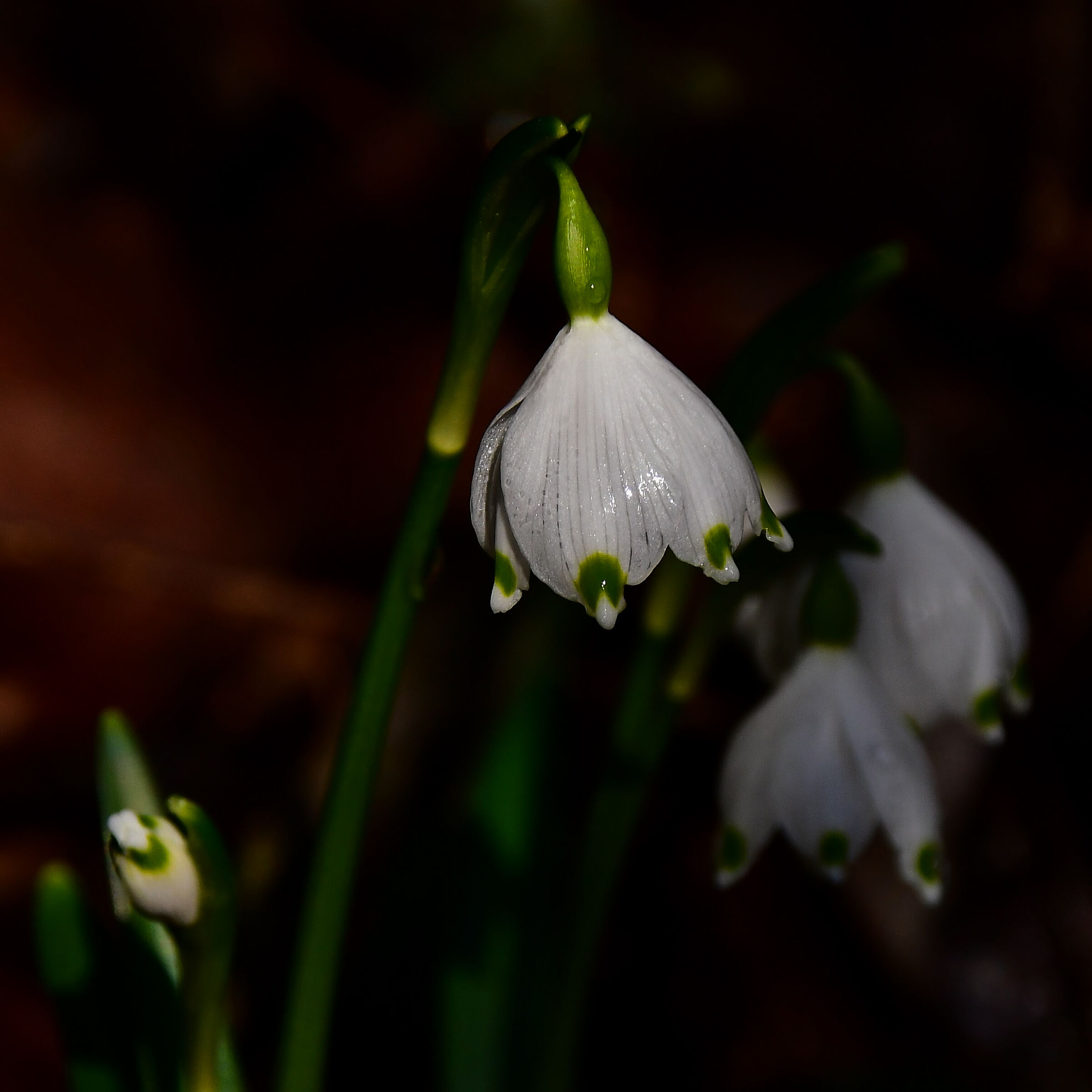 Snowdrop