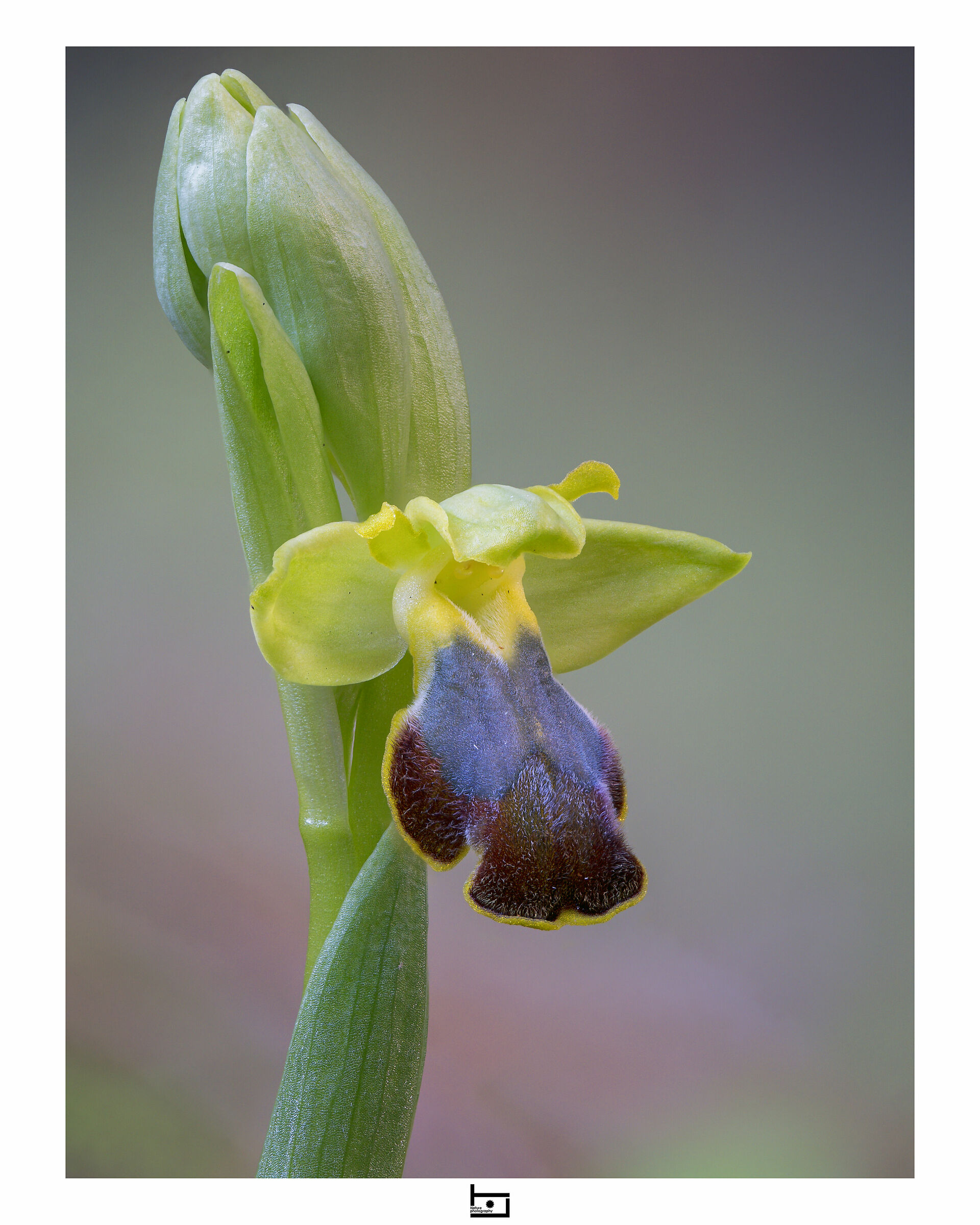 Ophrys lupercalis