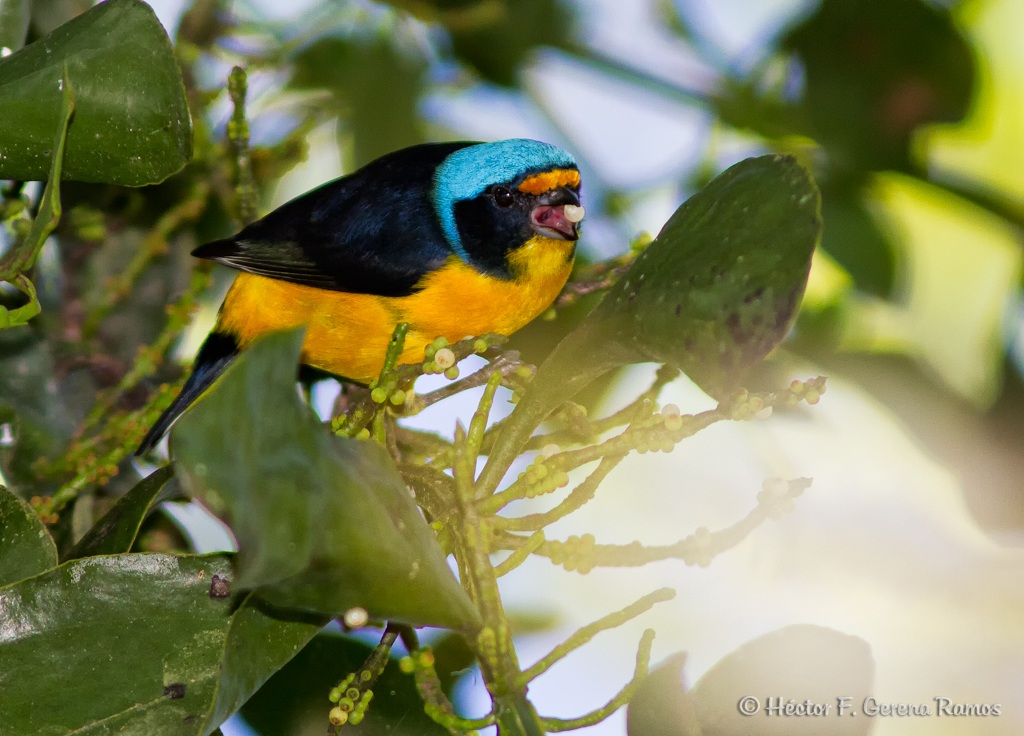 Jilguero (Euphonia musica)