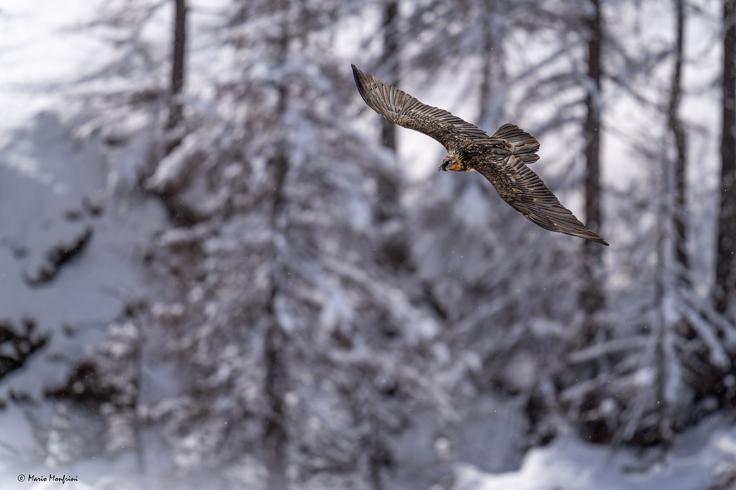 Bearded vulture (Gypaetus barbatus)