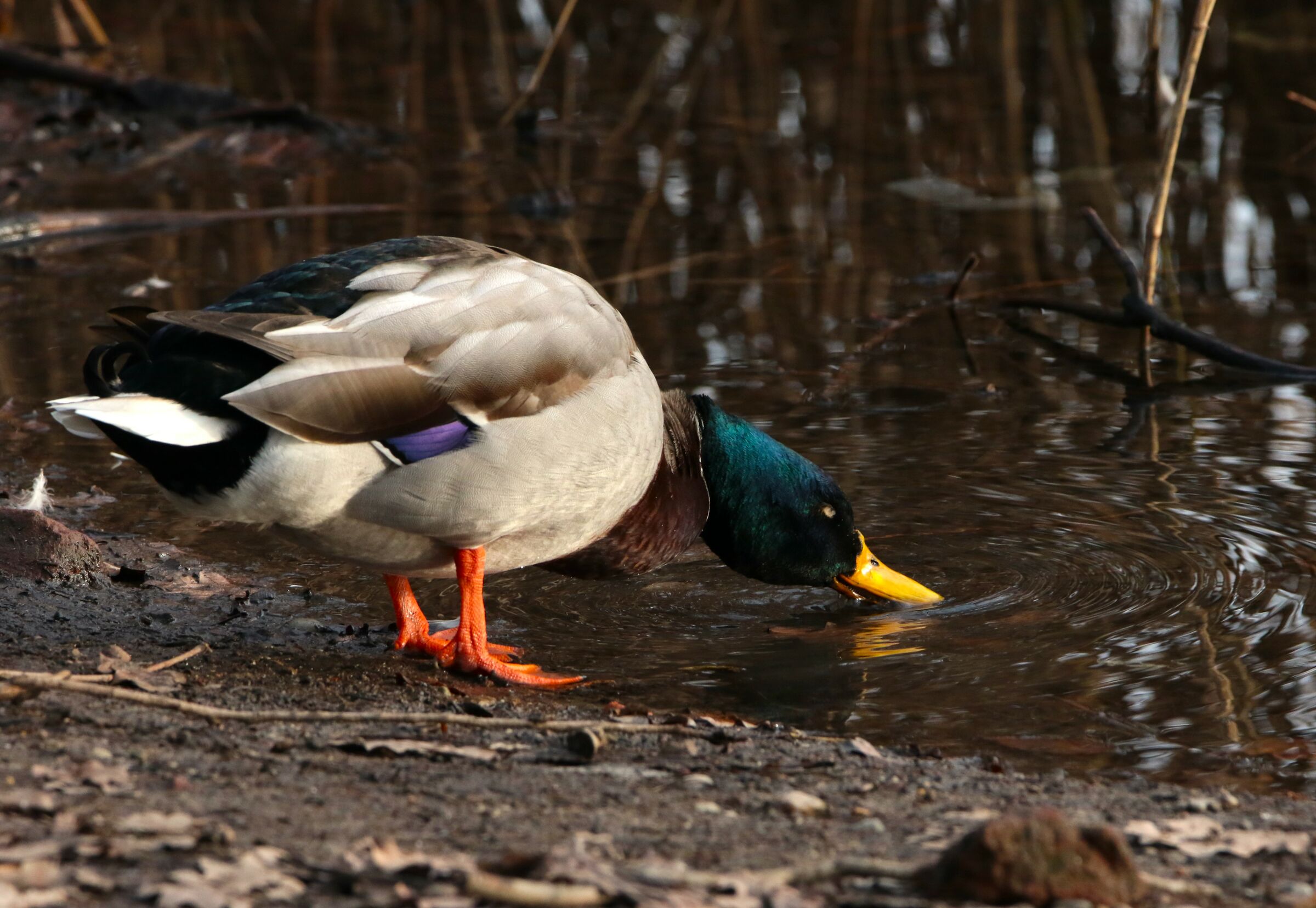 blue water clear water