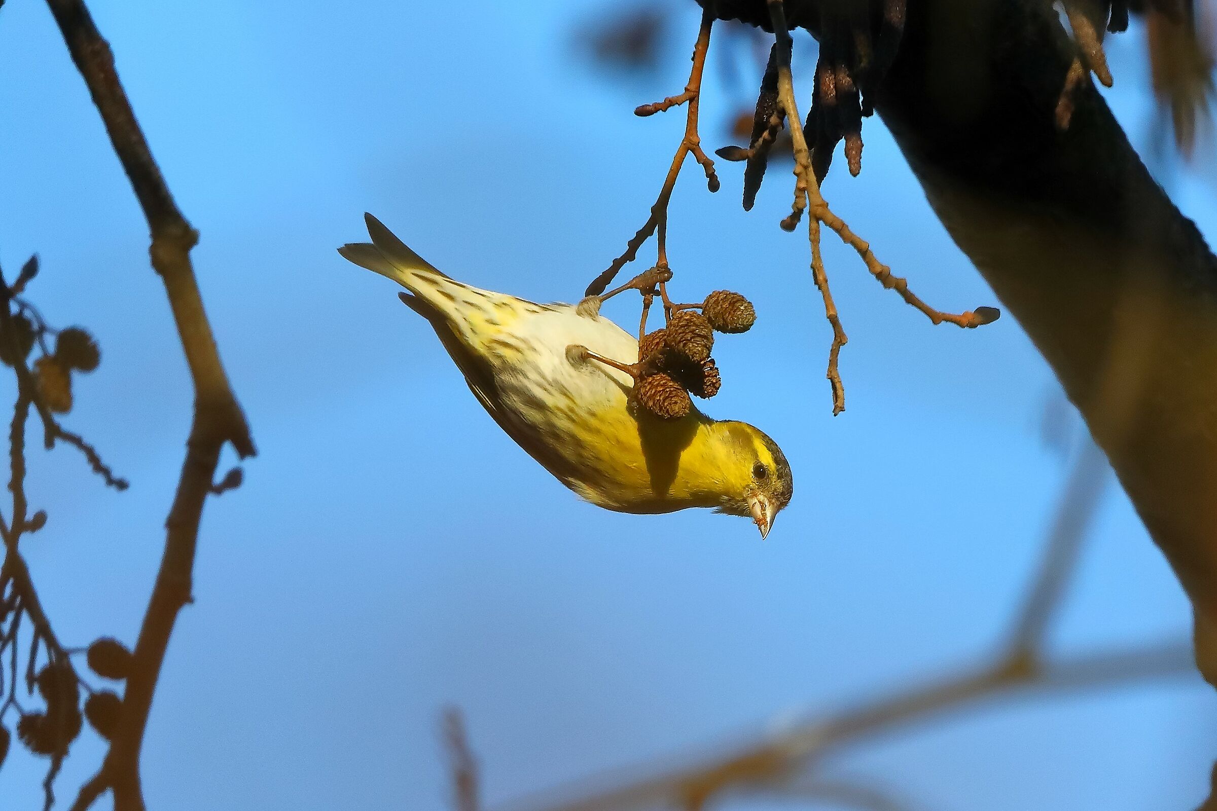 Lucherino 14-12-2023