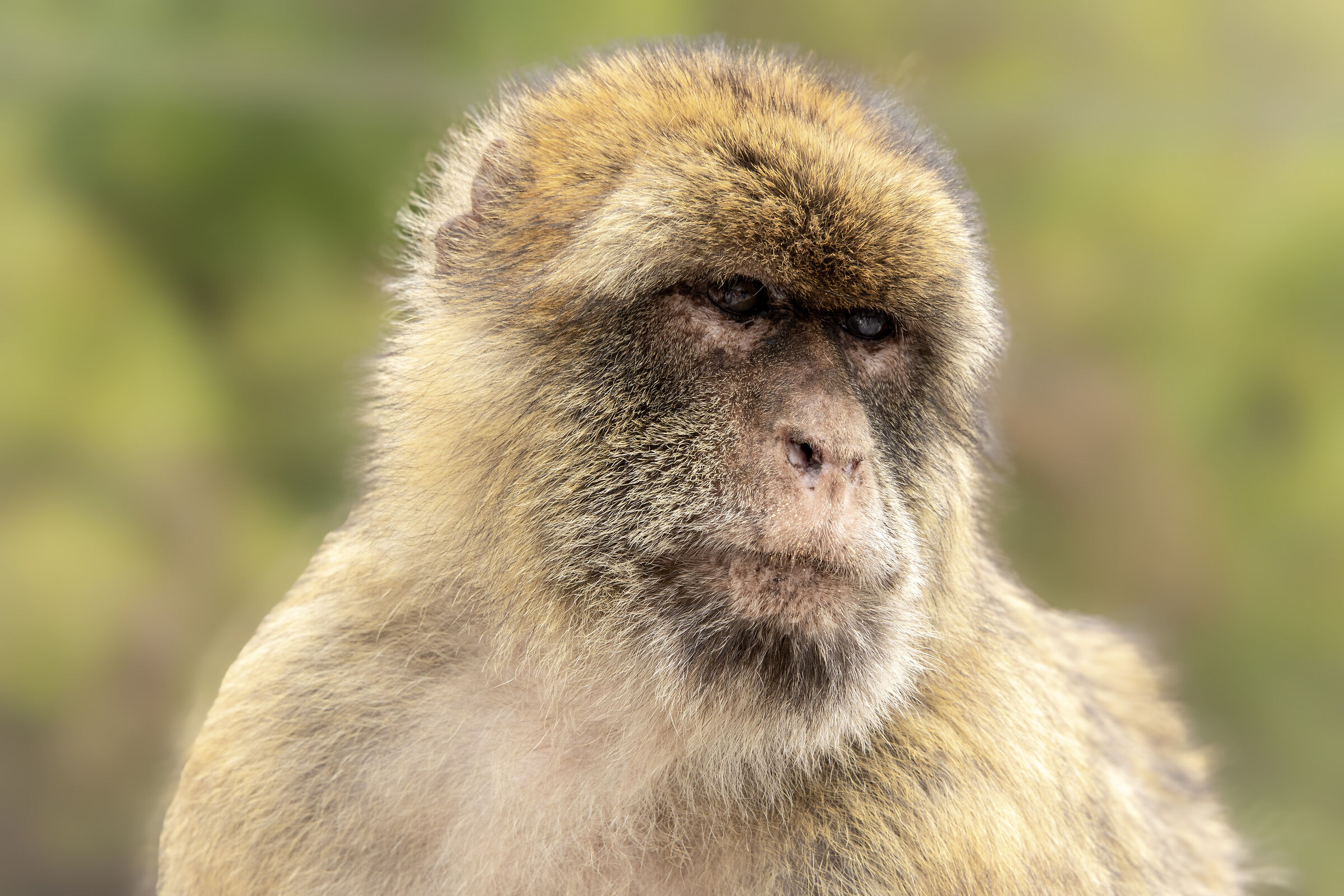 Macaco di Gibilterra