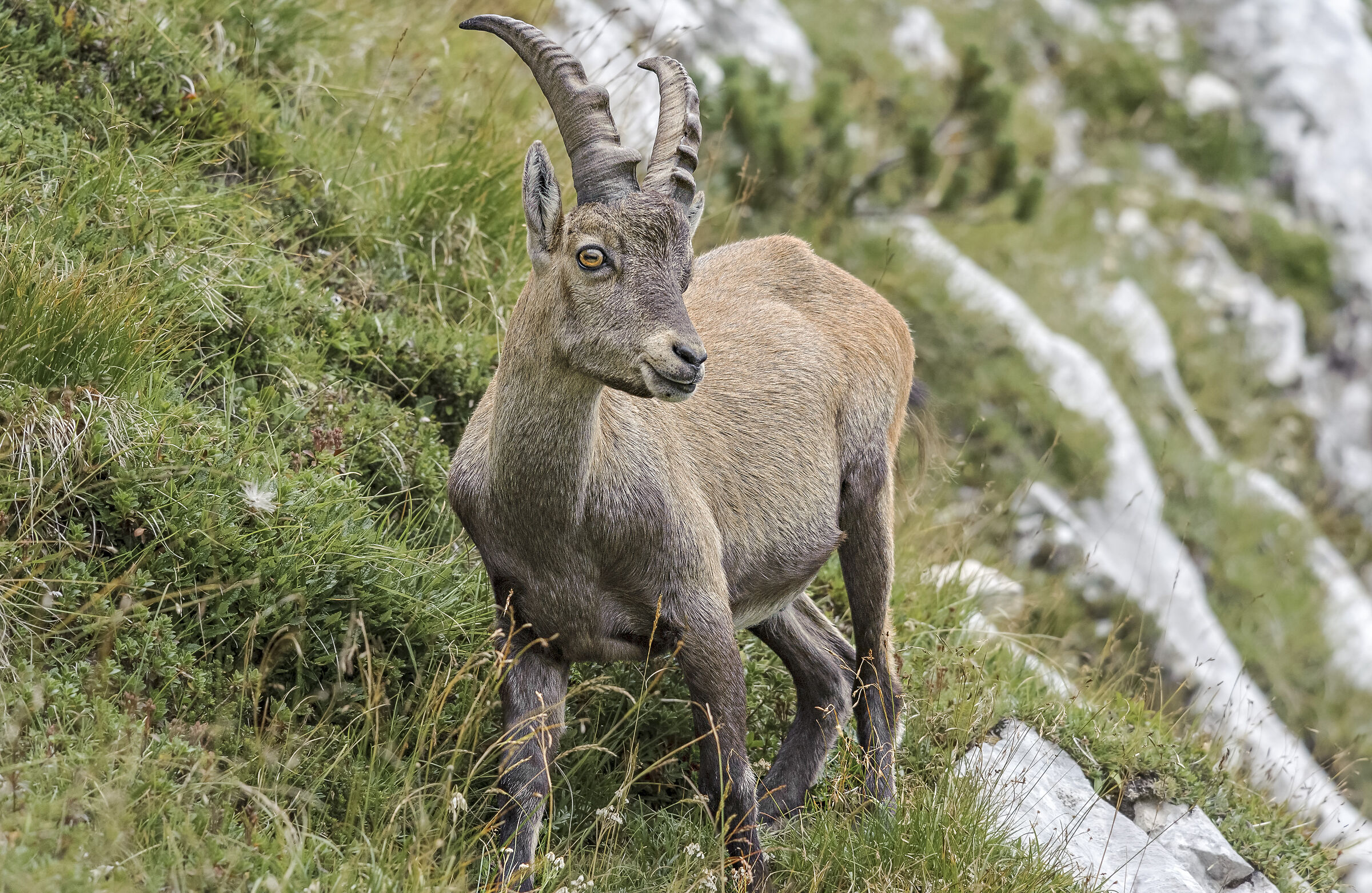 Young Ibex - Mount Antelao