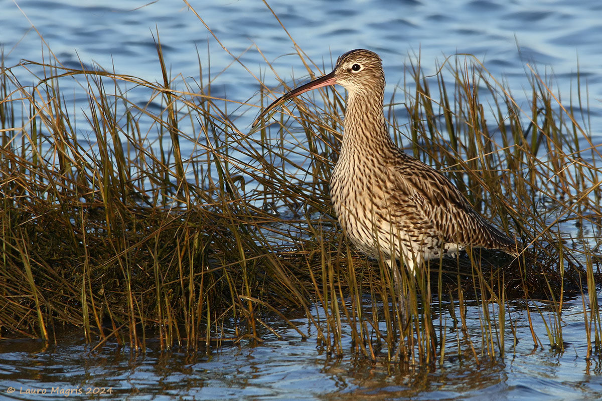 Solitary Curlew