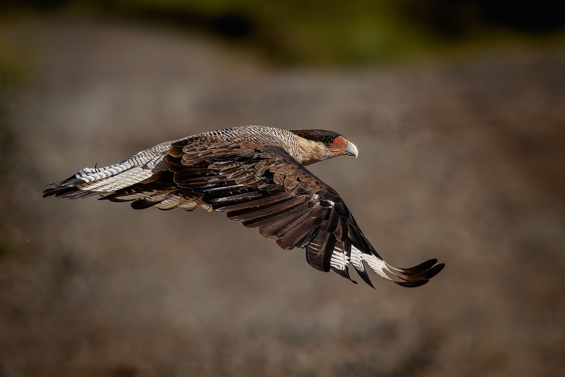 Caracara crestato