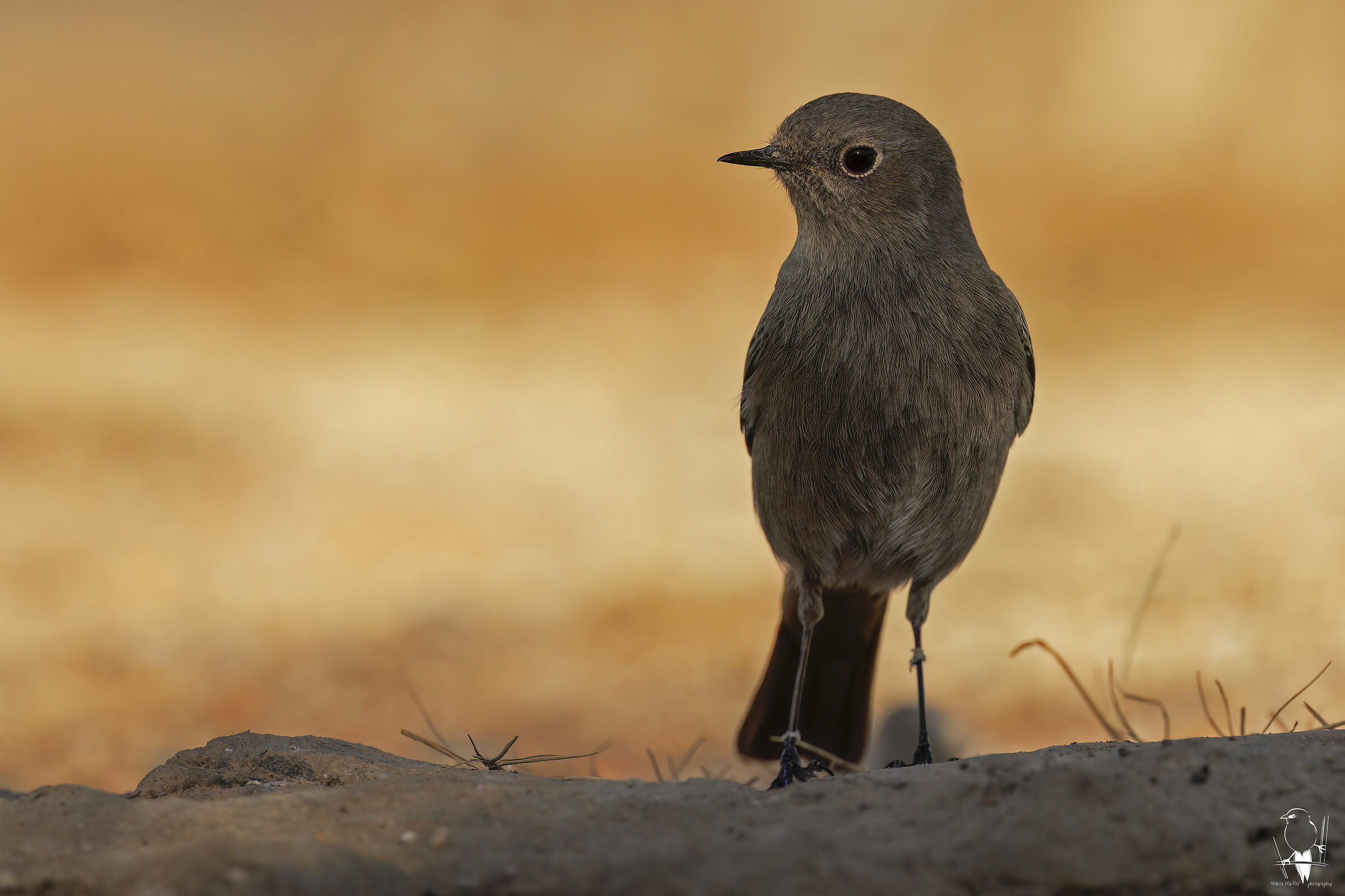 Codirosso spazzacamino &female; juv.