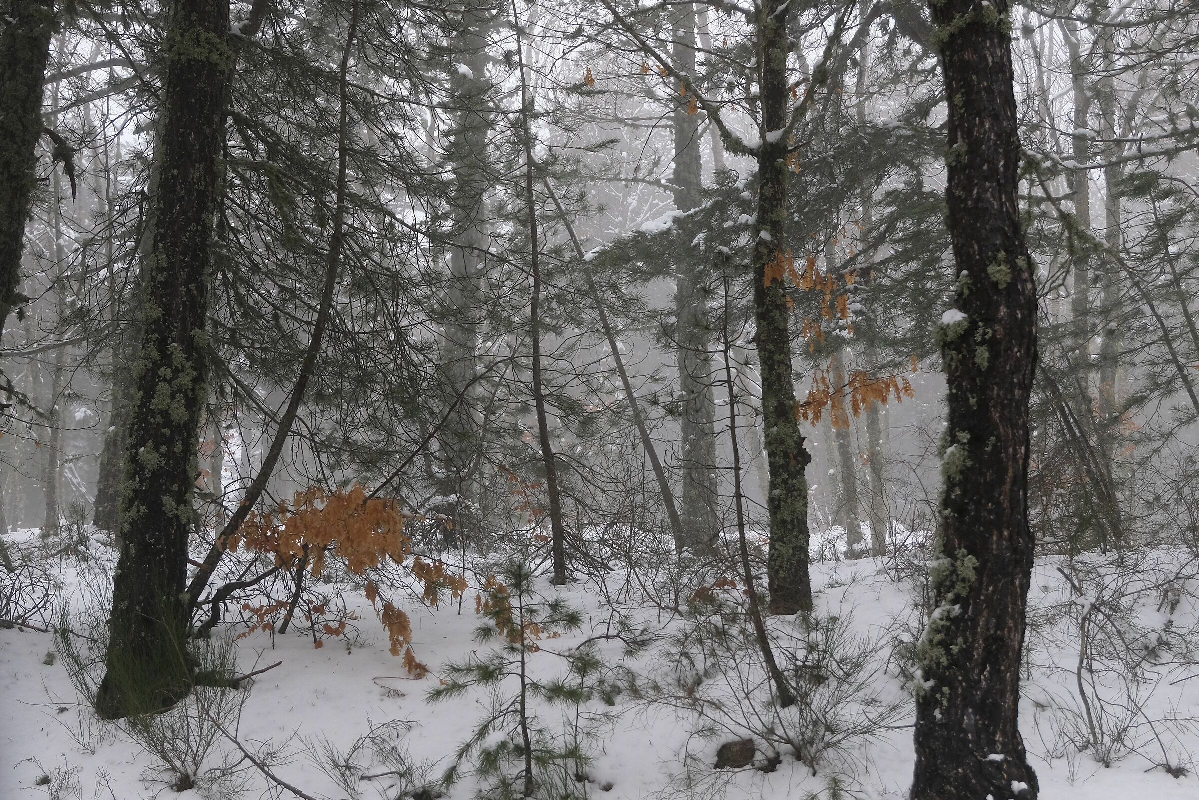 Sila, sotto Monte Scuro un po' di giallo nella neve
