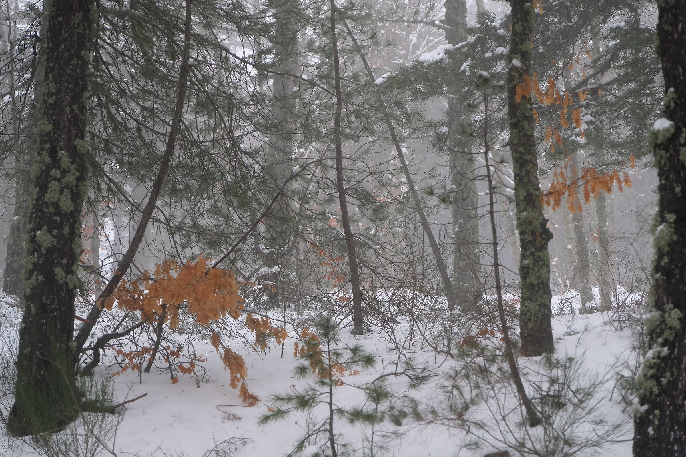 Sila, un po' di giallo nella nebbia sotto Monte Scuro