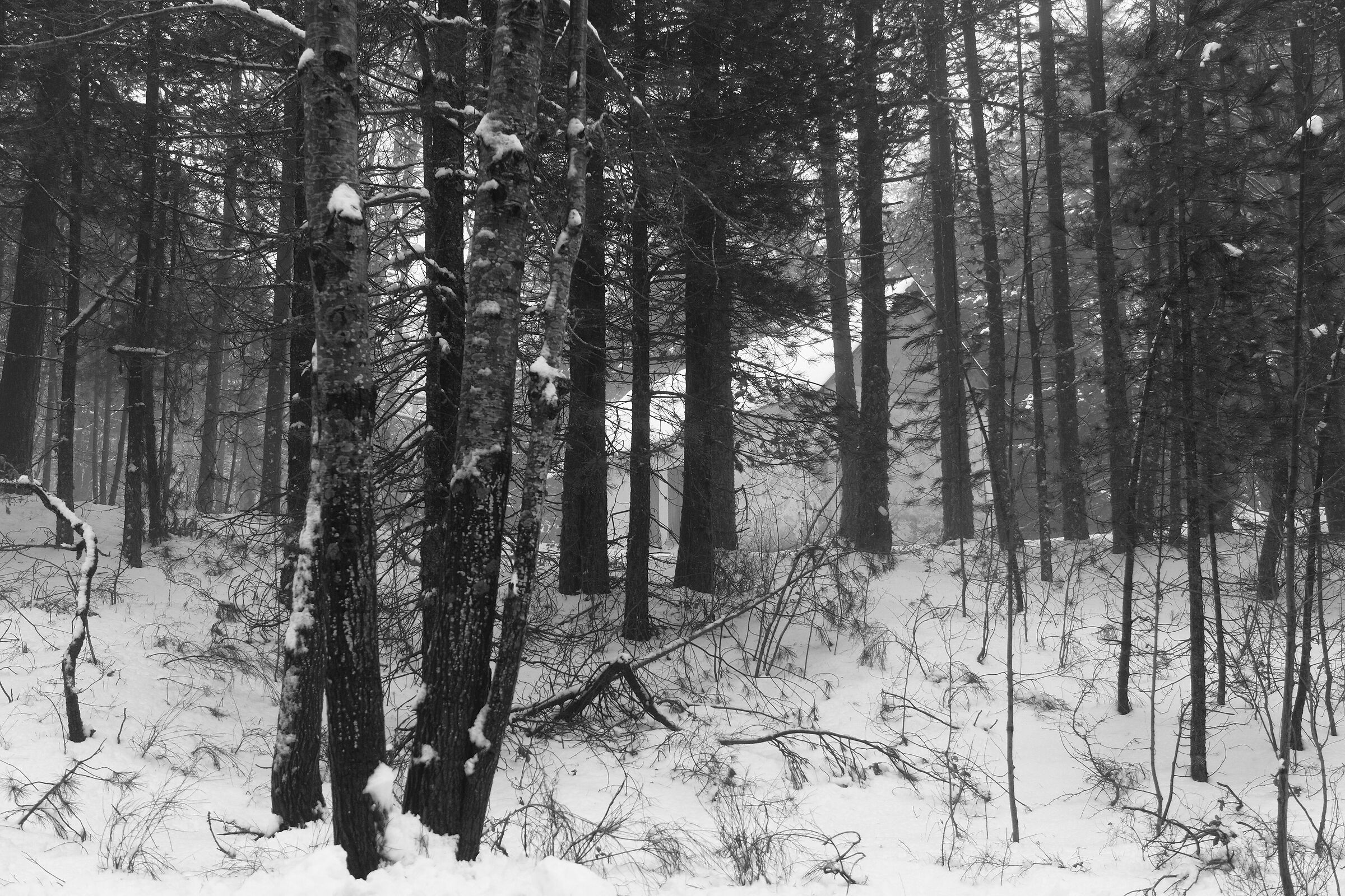 Casa nel bosco nei pressi di Fago del soldato, Sila