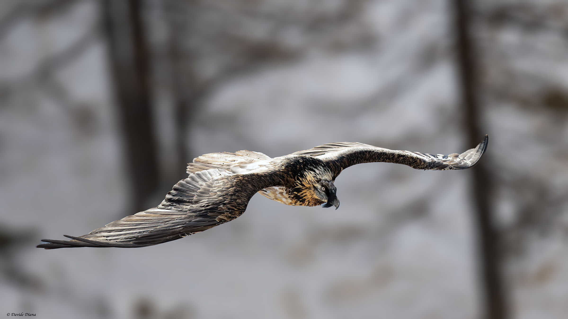 Gypaetus barbatus - Gran Paradiso National Park