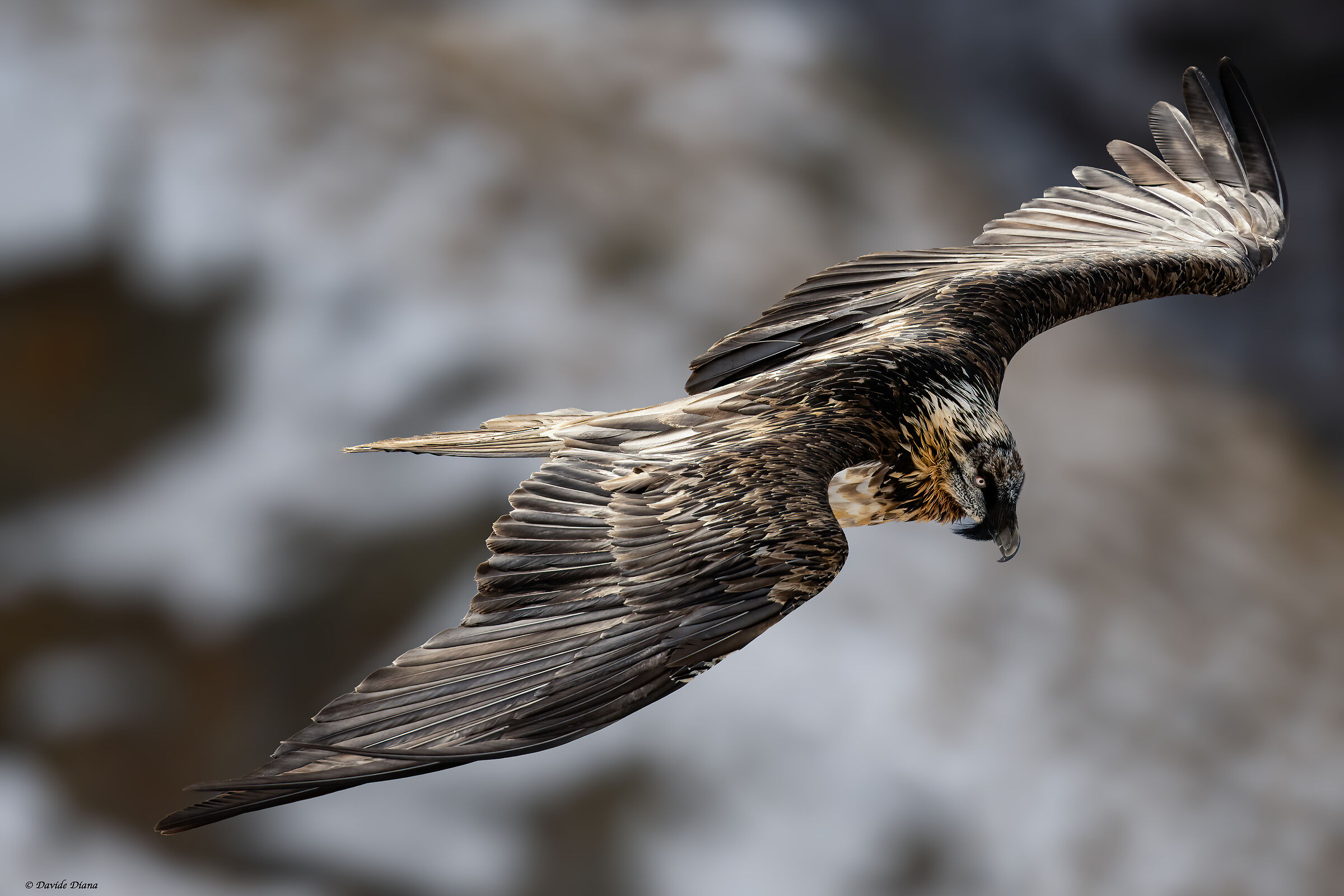 Gypaetus barbatus - Gran Paradiso National Park
