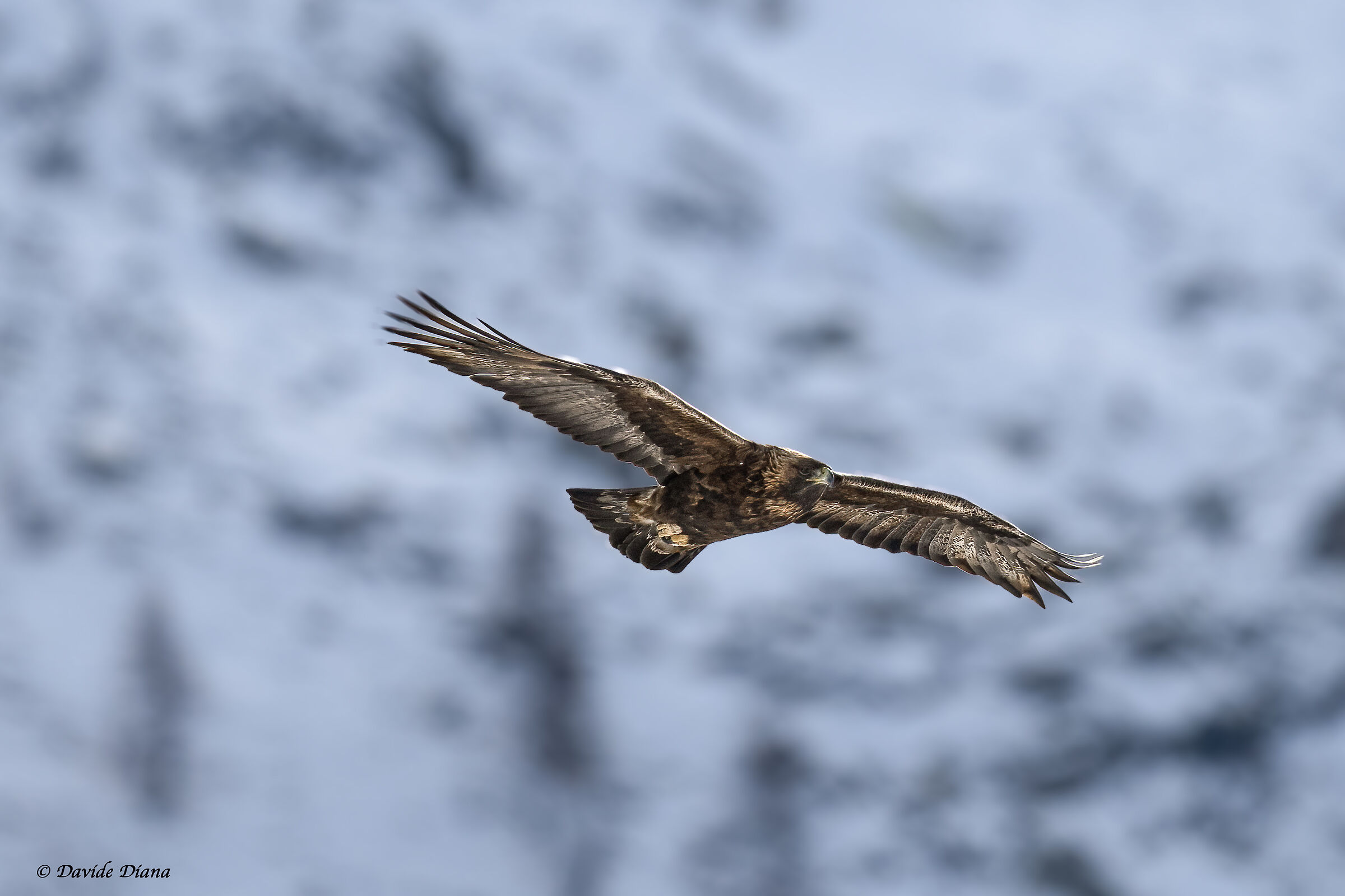 Golden Eagle - Gran Paradiso National Park