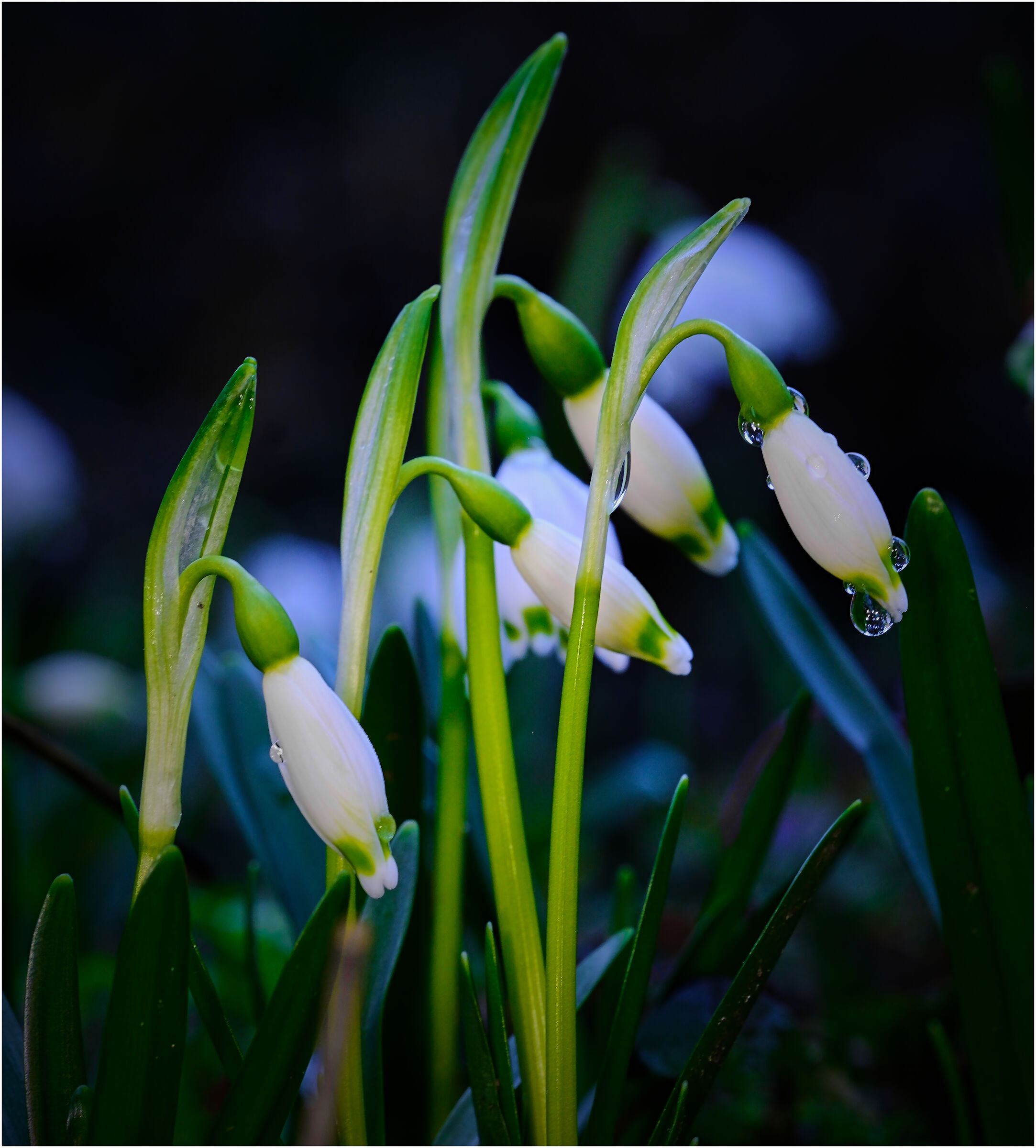 Early morning spring arrives