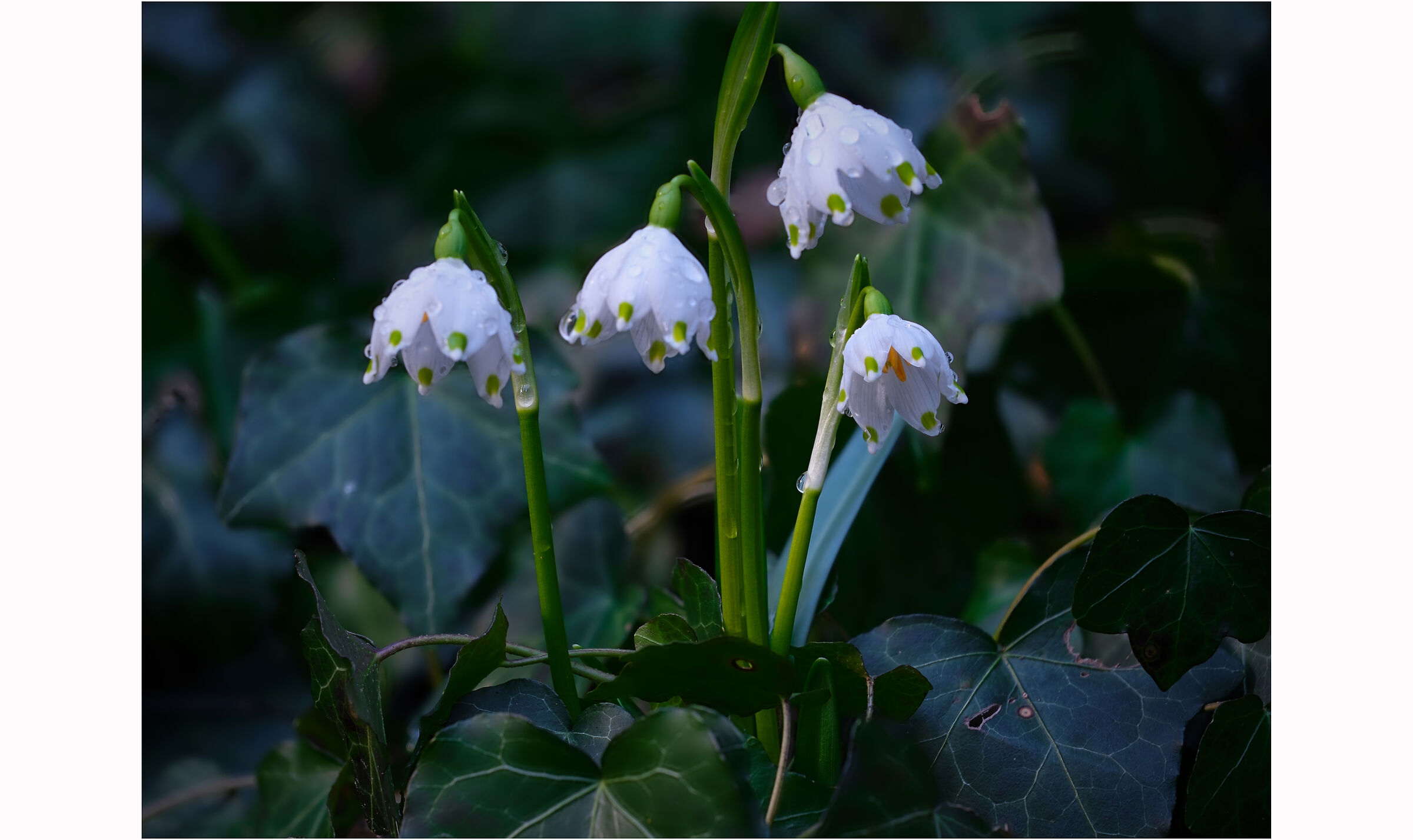 First Flowers of Spring