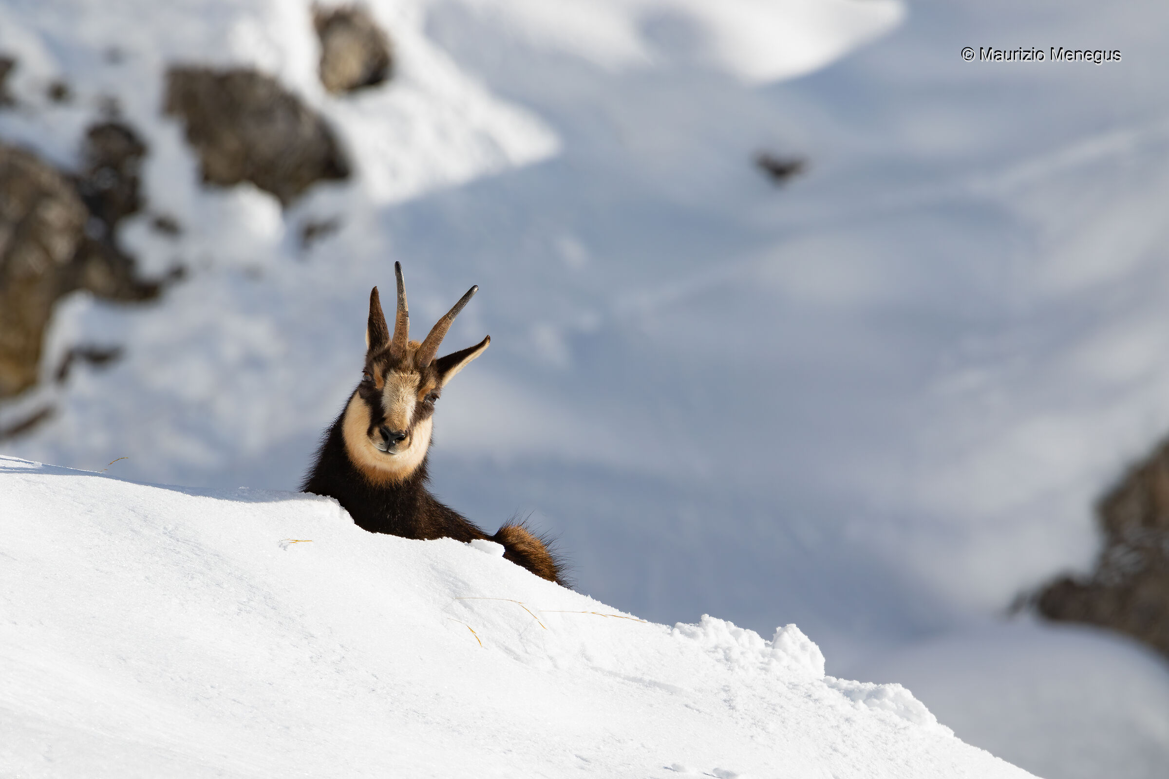 Il camoscio riposa nella neve