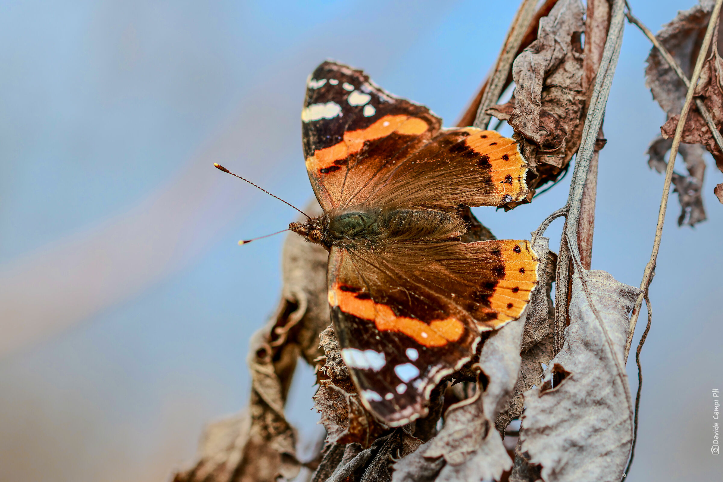 Vanessa Atalanta