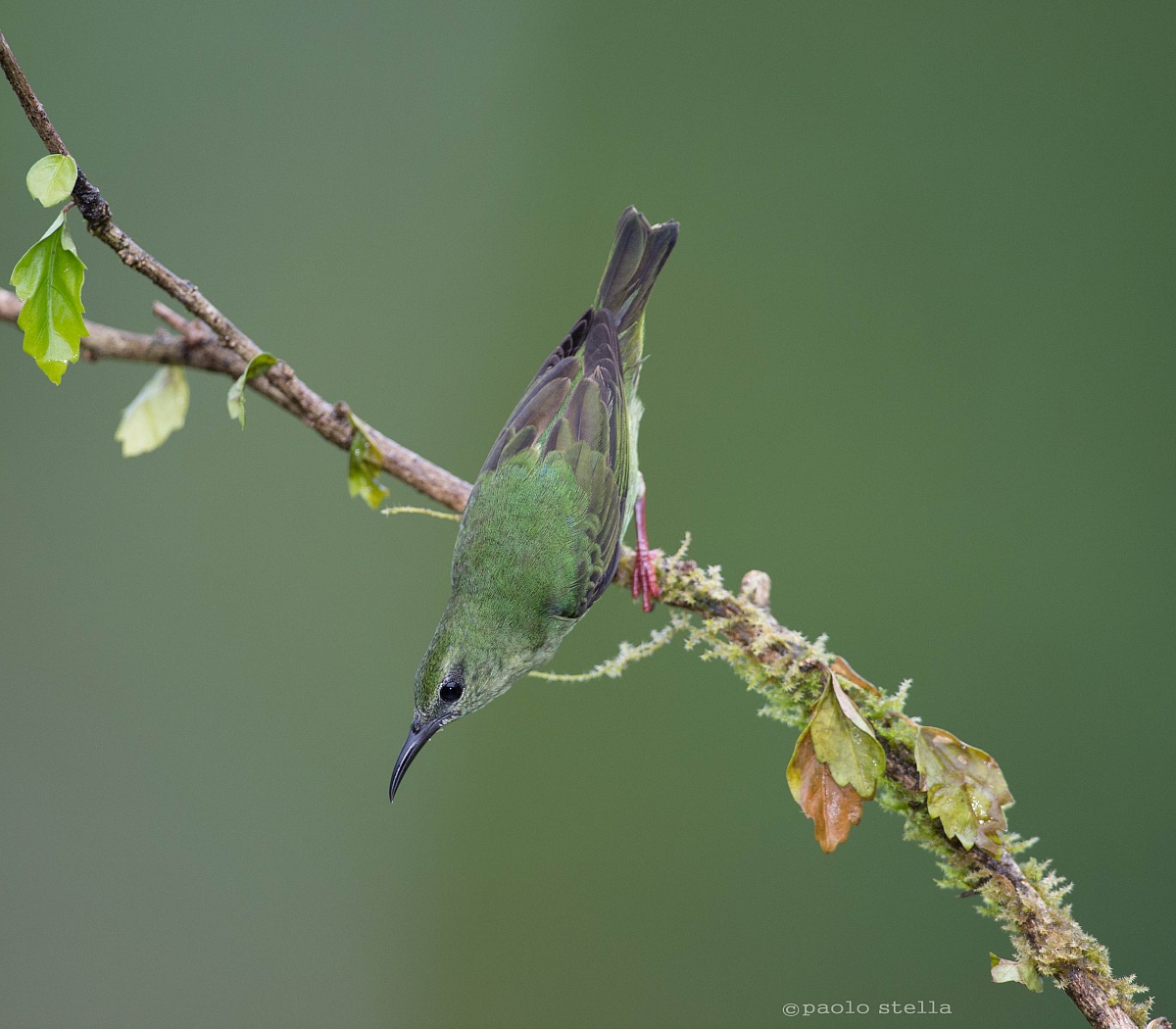Red-legged Honeycreeper female