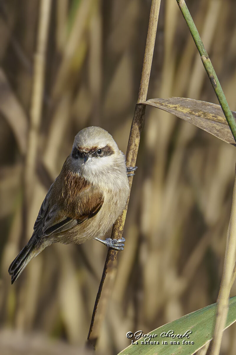 Remiz pendulinus (Pendulum)