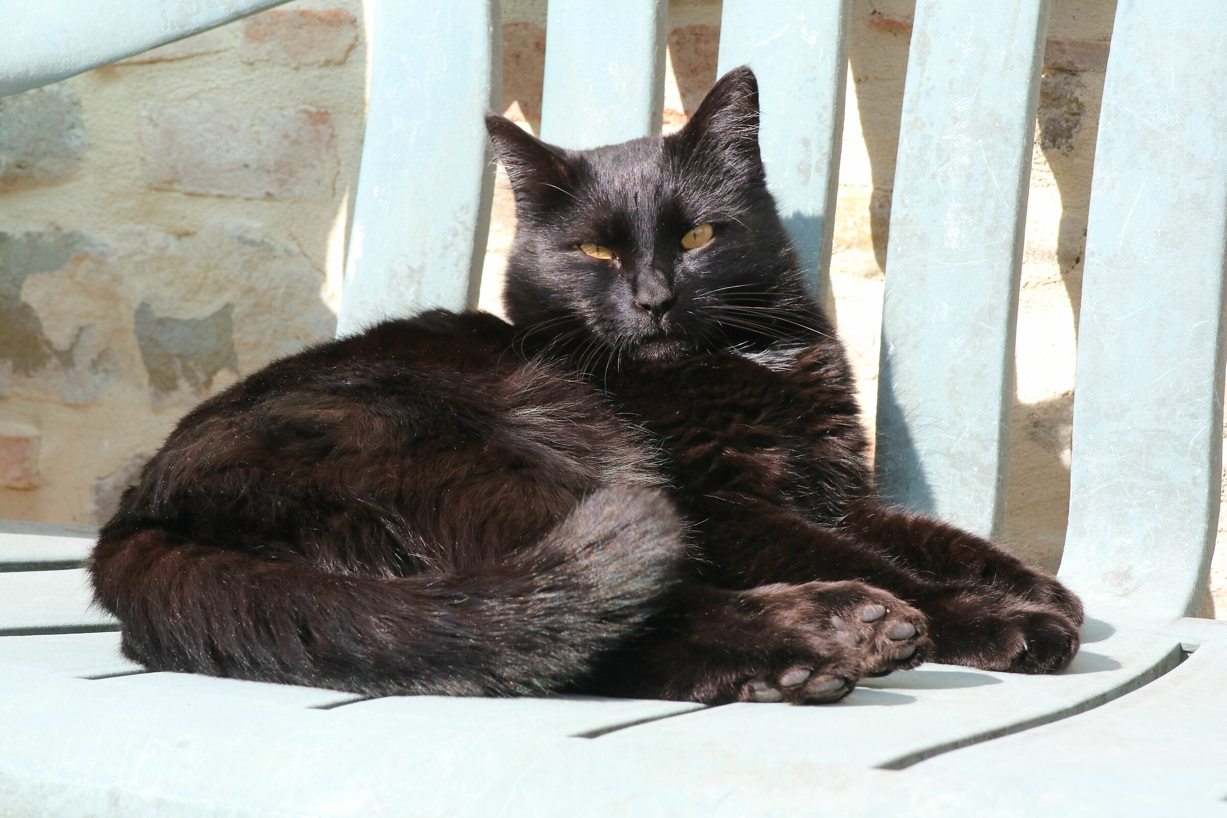 gatto incuriosito dall' obbiettivo