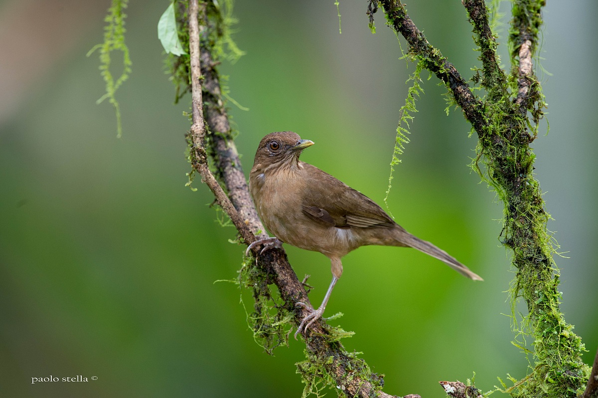 Clay-colored Thrush