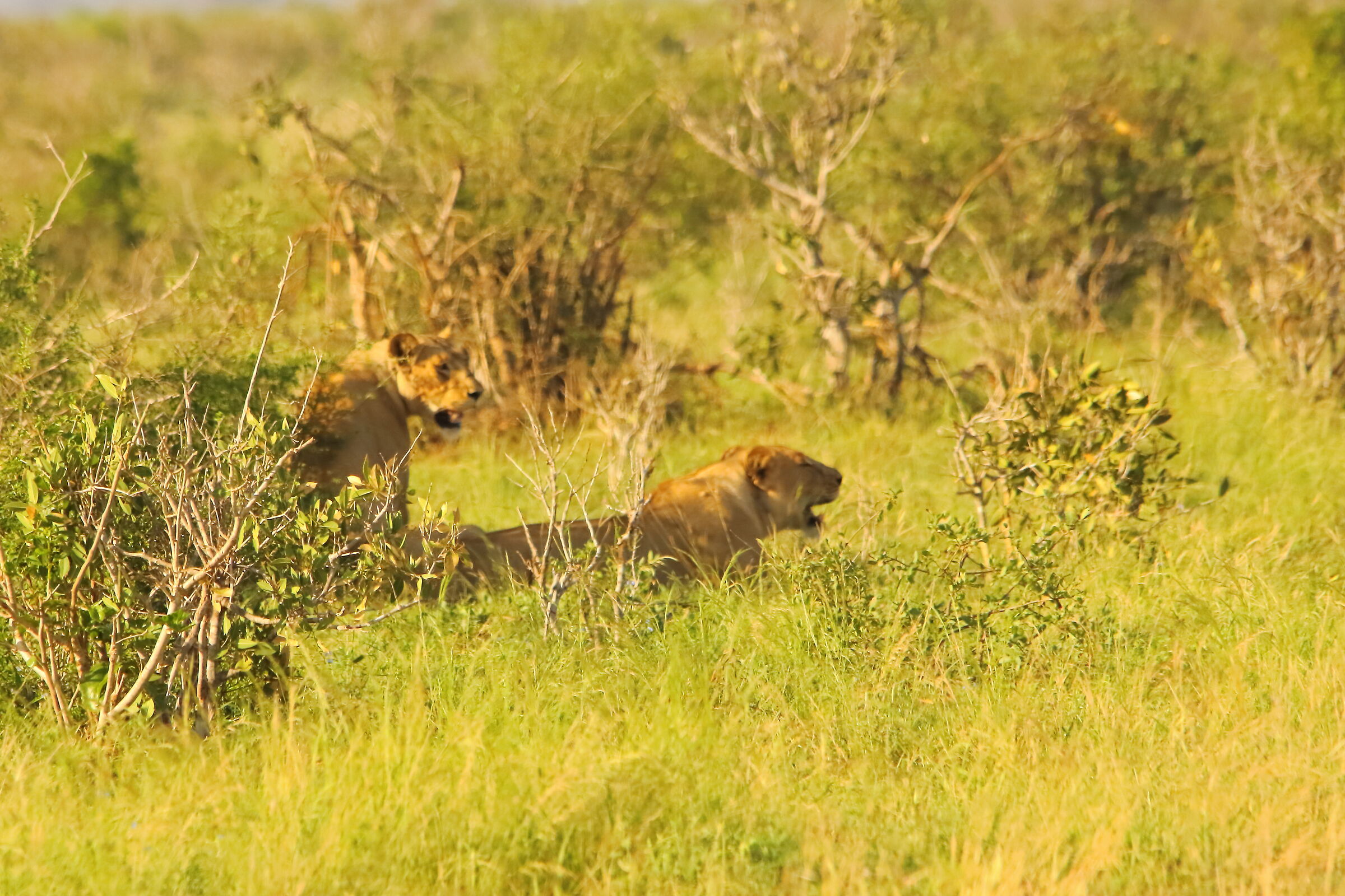 Hai visto dove e Simba ?
