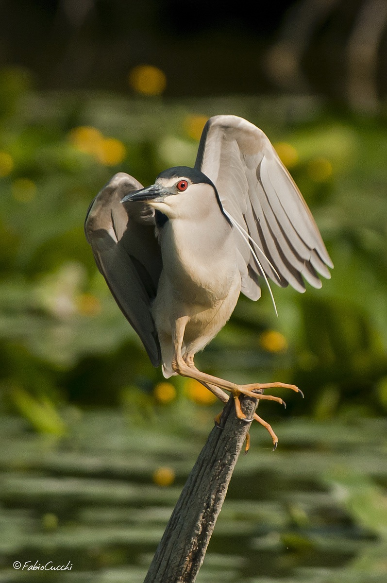 Night Heron