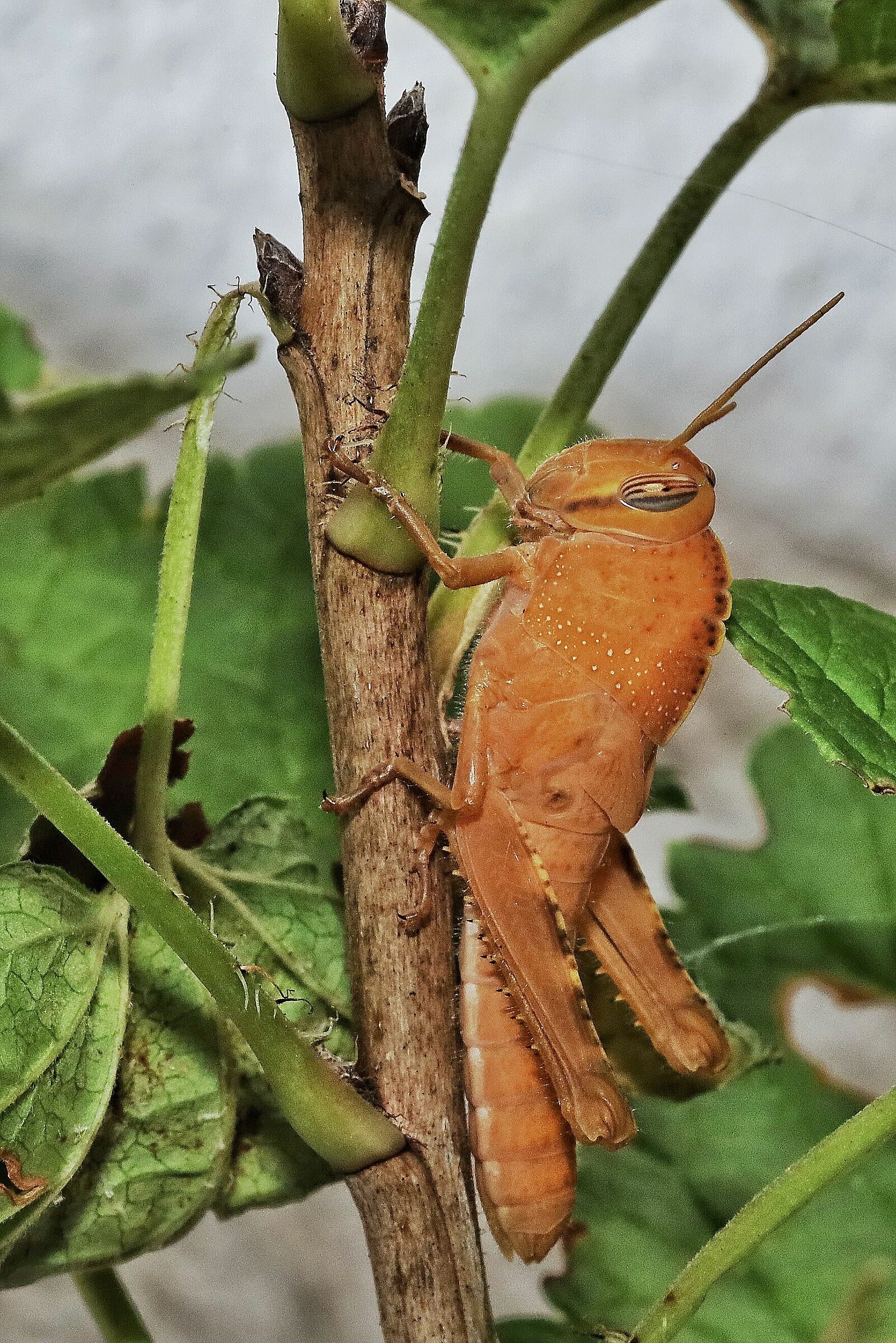 Anacridium aegyptium _ nymph