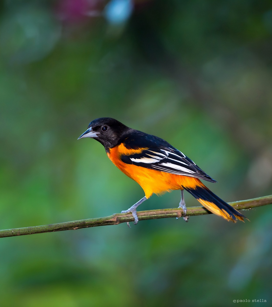 Baltimore Oriole bad