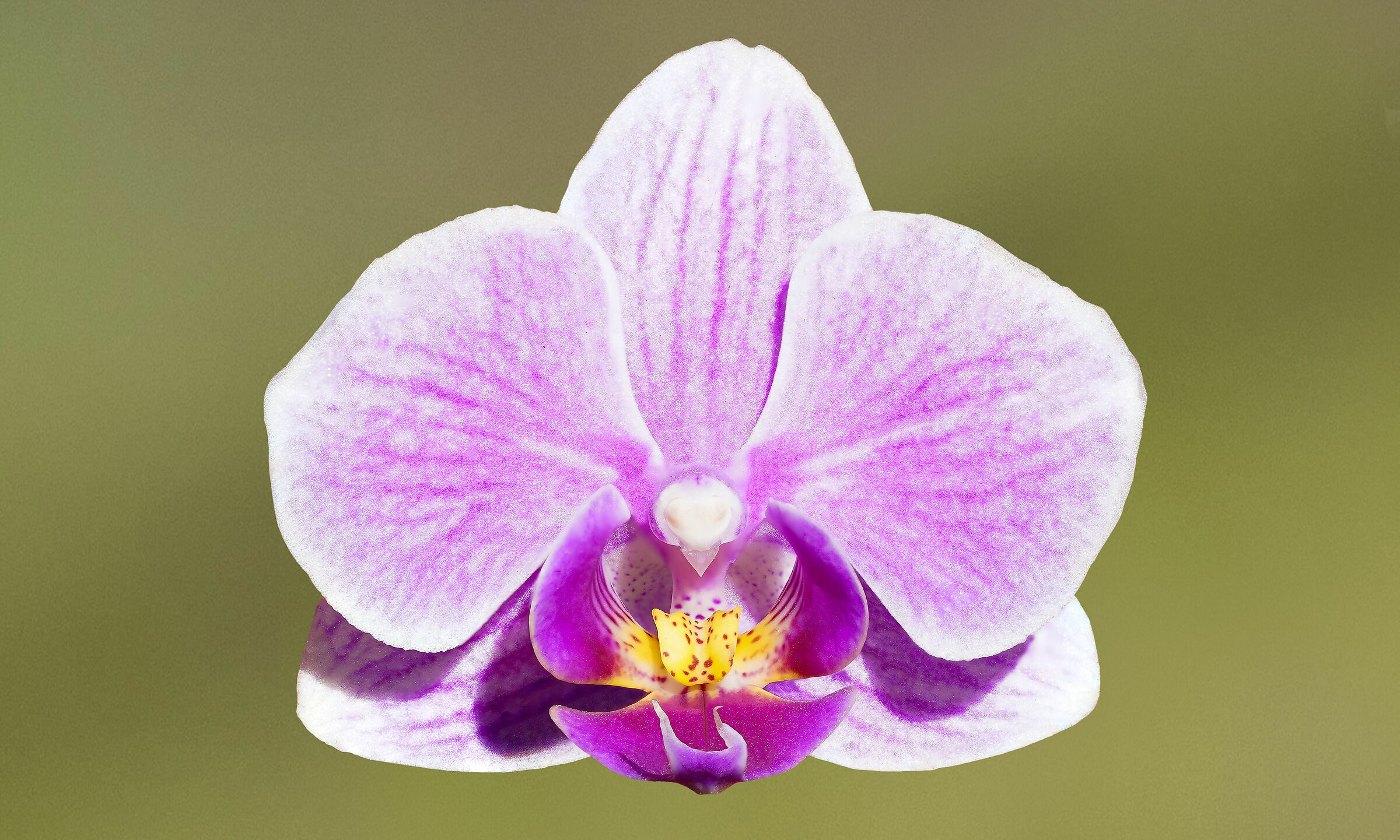 Orchid - focus stacking 46 images