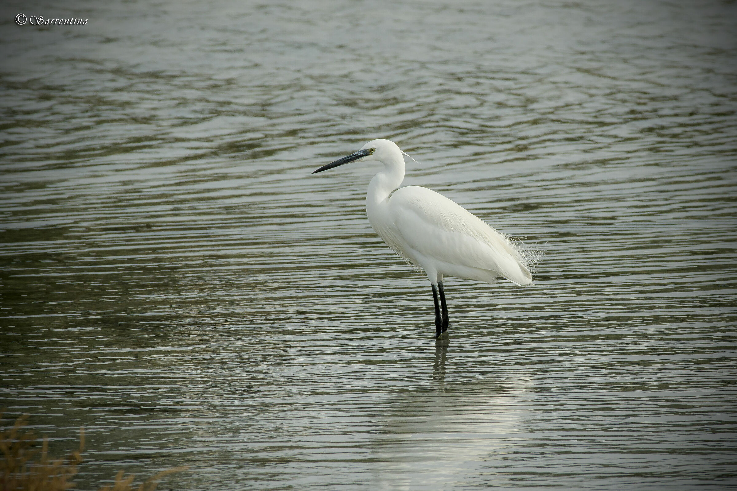 Egret
