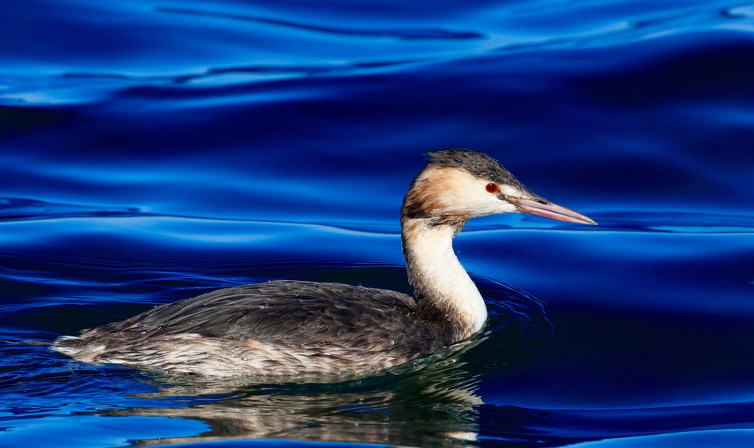 GREBE OF THE ORBETELLO LAGOON