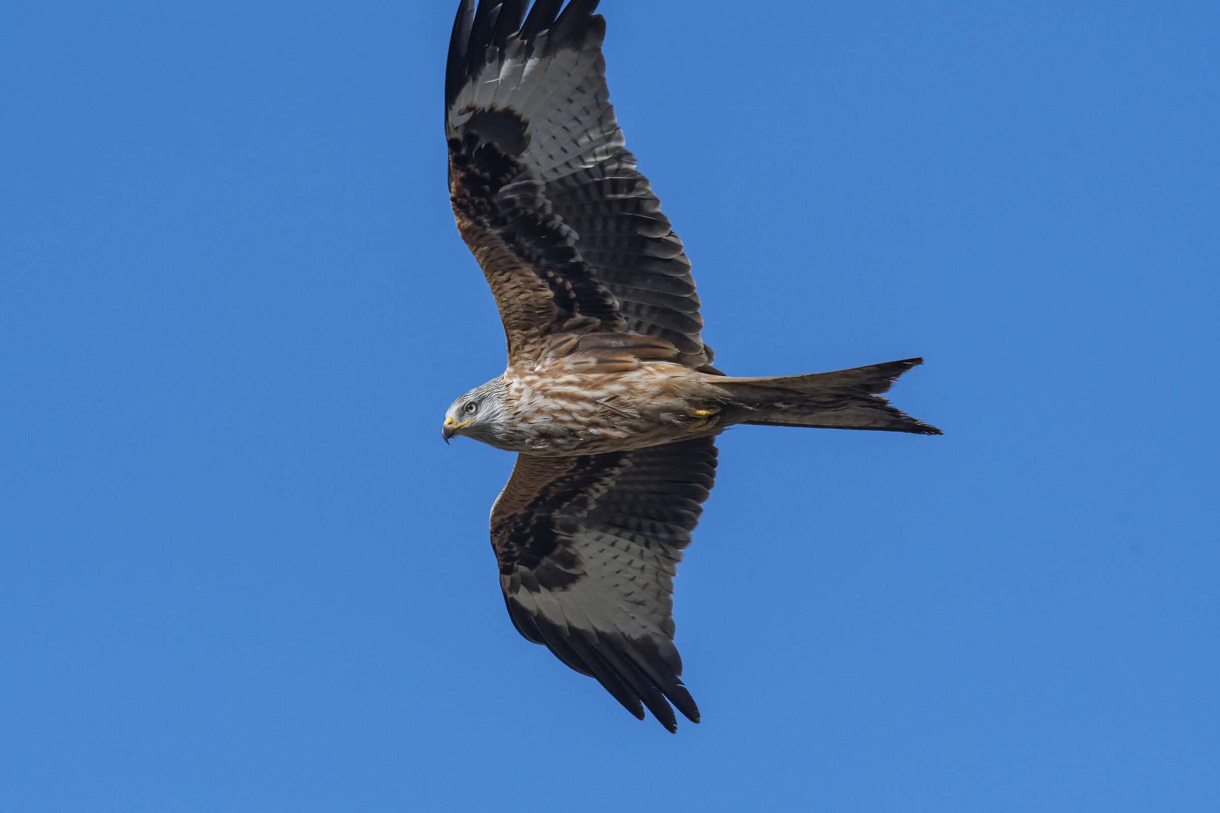 Red kite