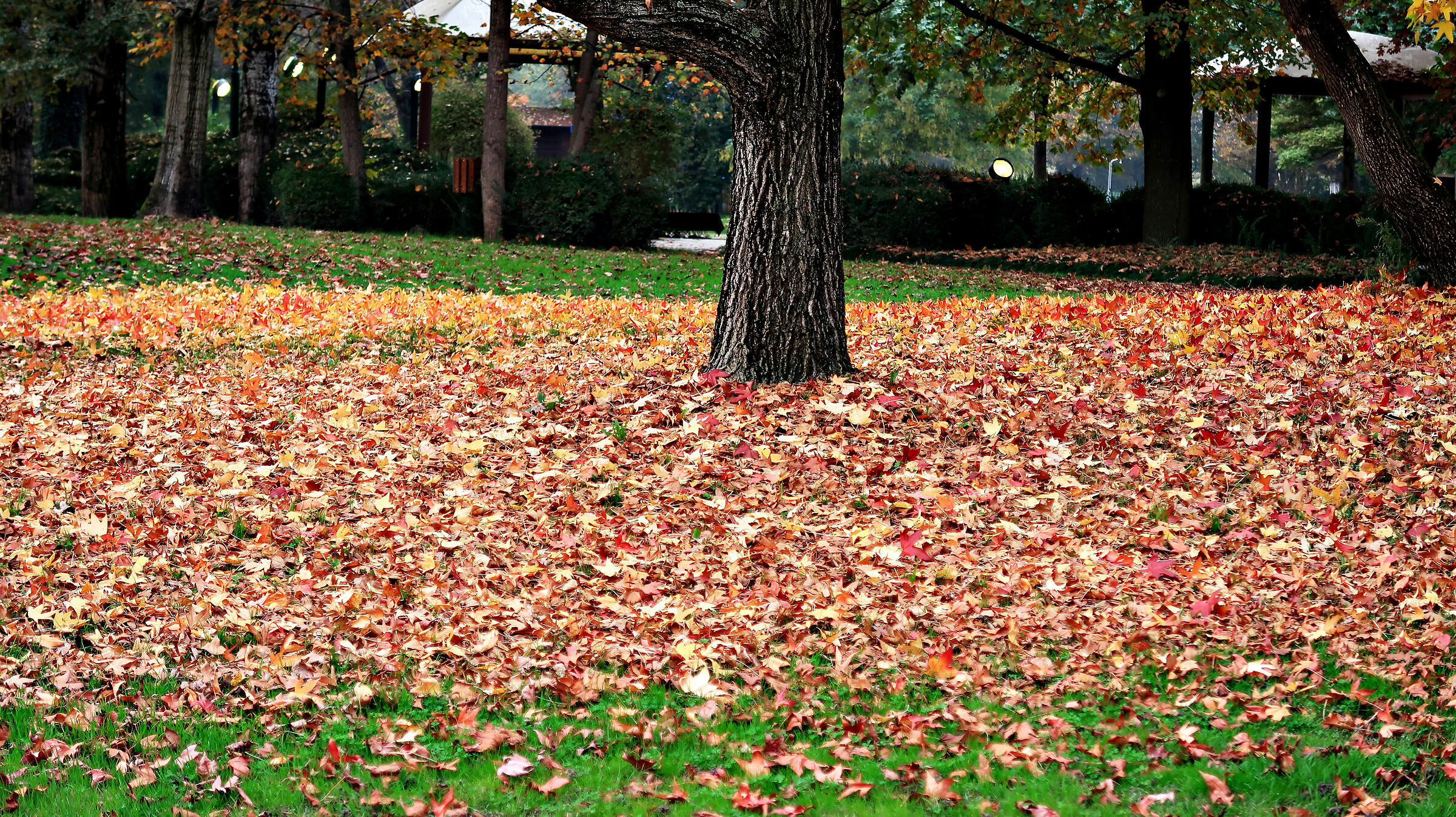 Autumn at the "Canottieri Bissolati"