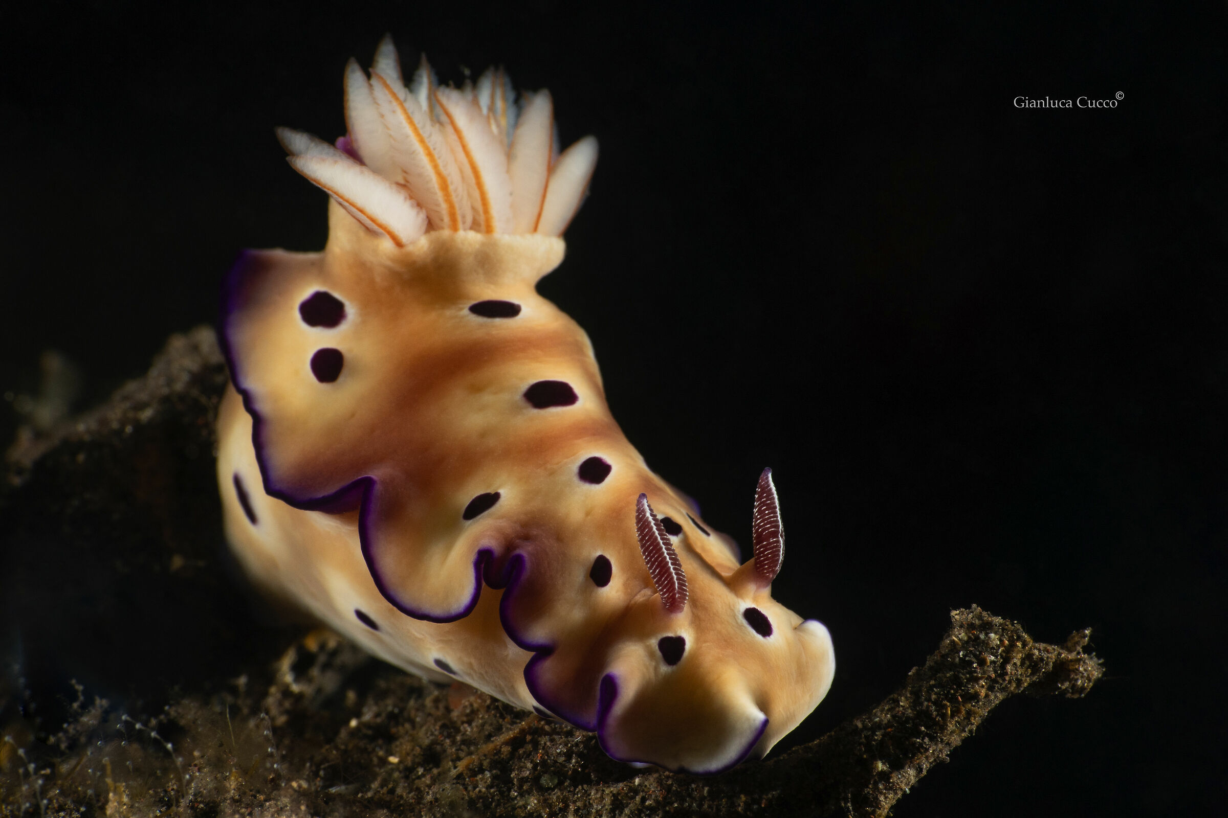 Hypselodoris