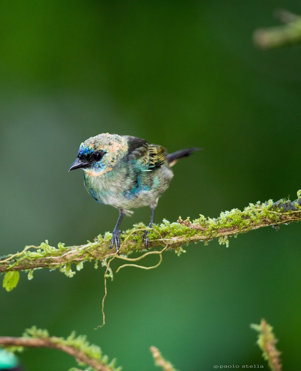 Golden-hooded Tanager immature