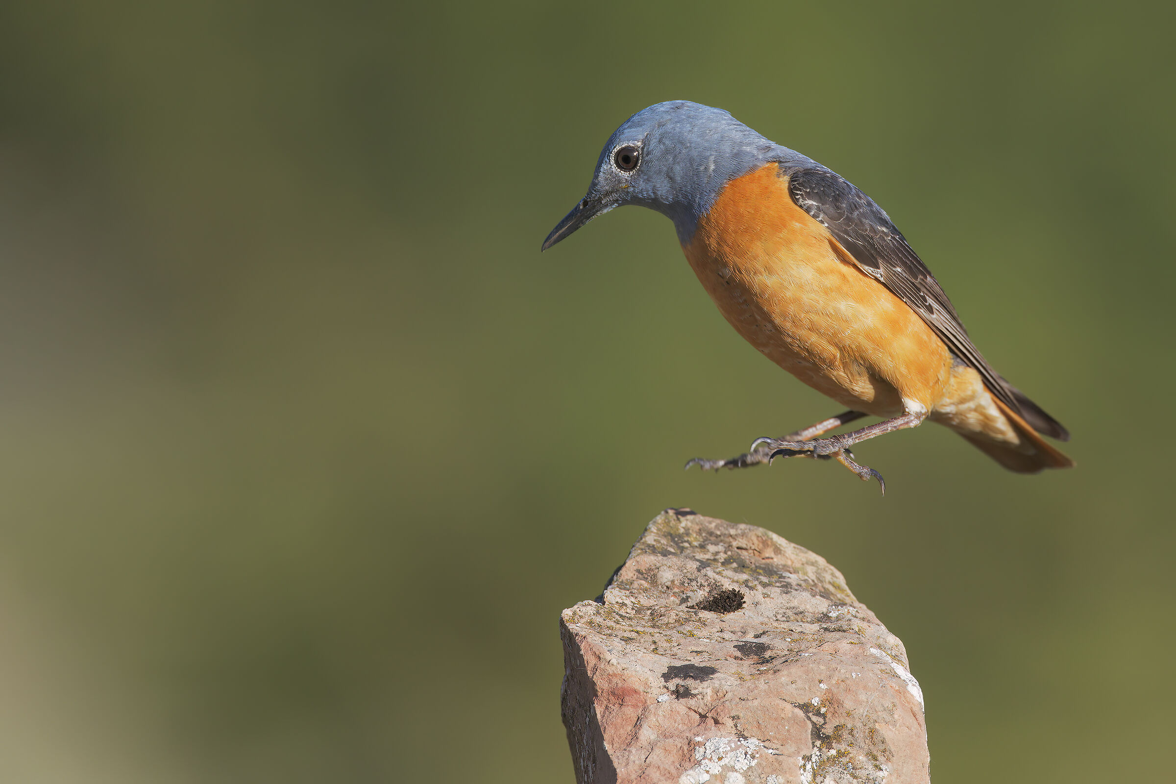 Codirossone...saltellare, saltellare, eh!!!!