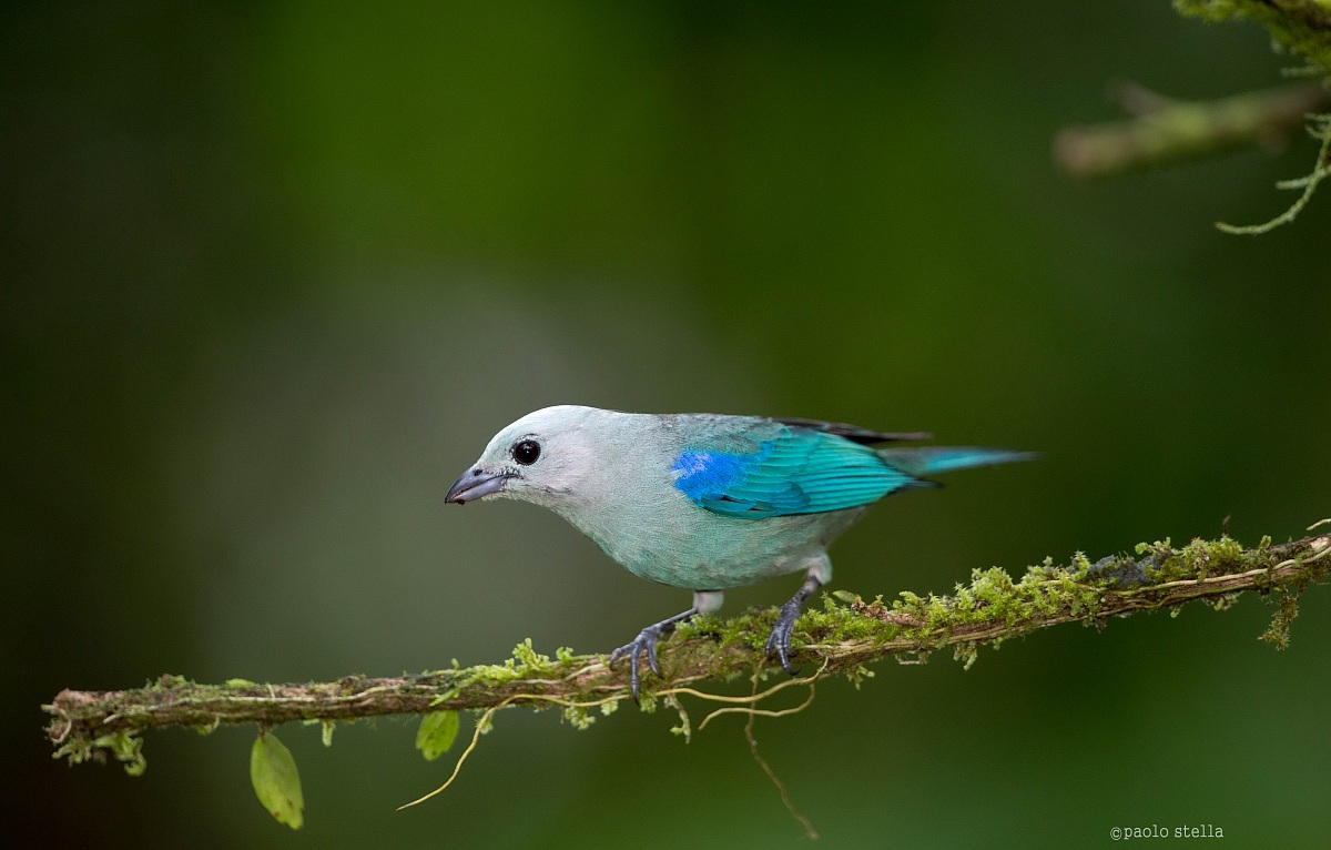 Blue-gray Tanager